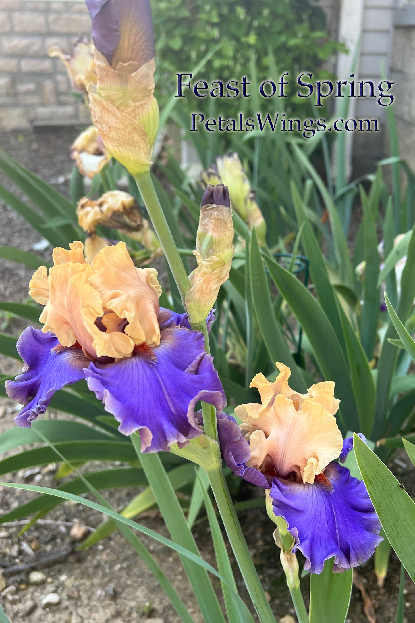 FEAST OF SPRING - 2023 - TB - Fragrant