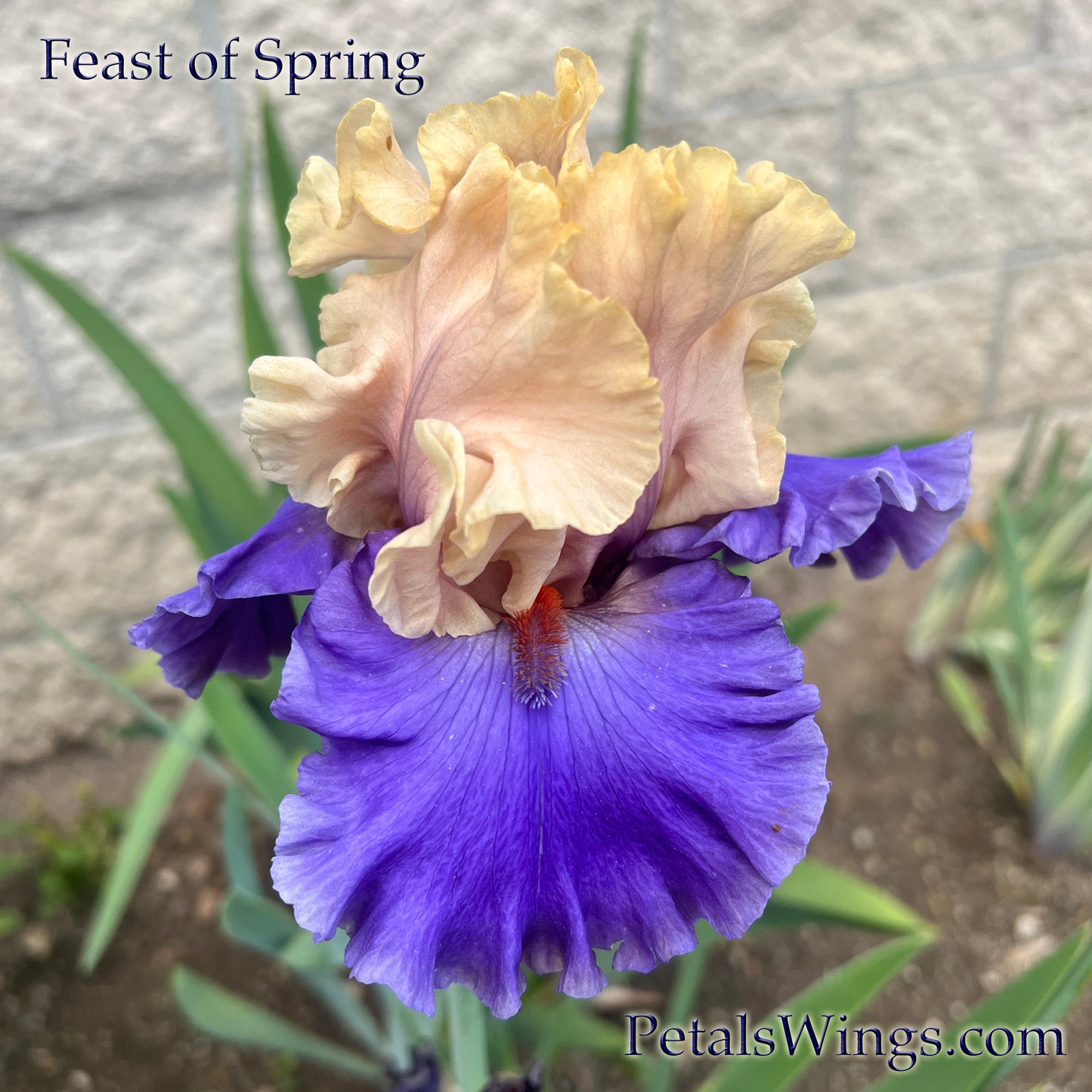 FEAST OF SPRING - 2023 - TB - Fragrant