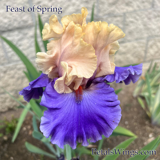 FEAST OF SPRING - 2023 - TB - Fragrant
