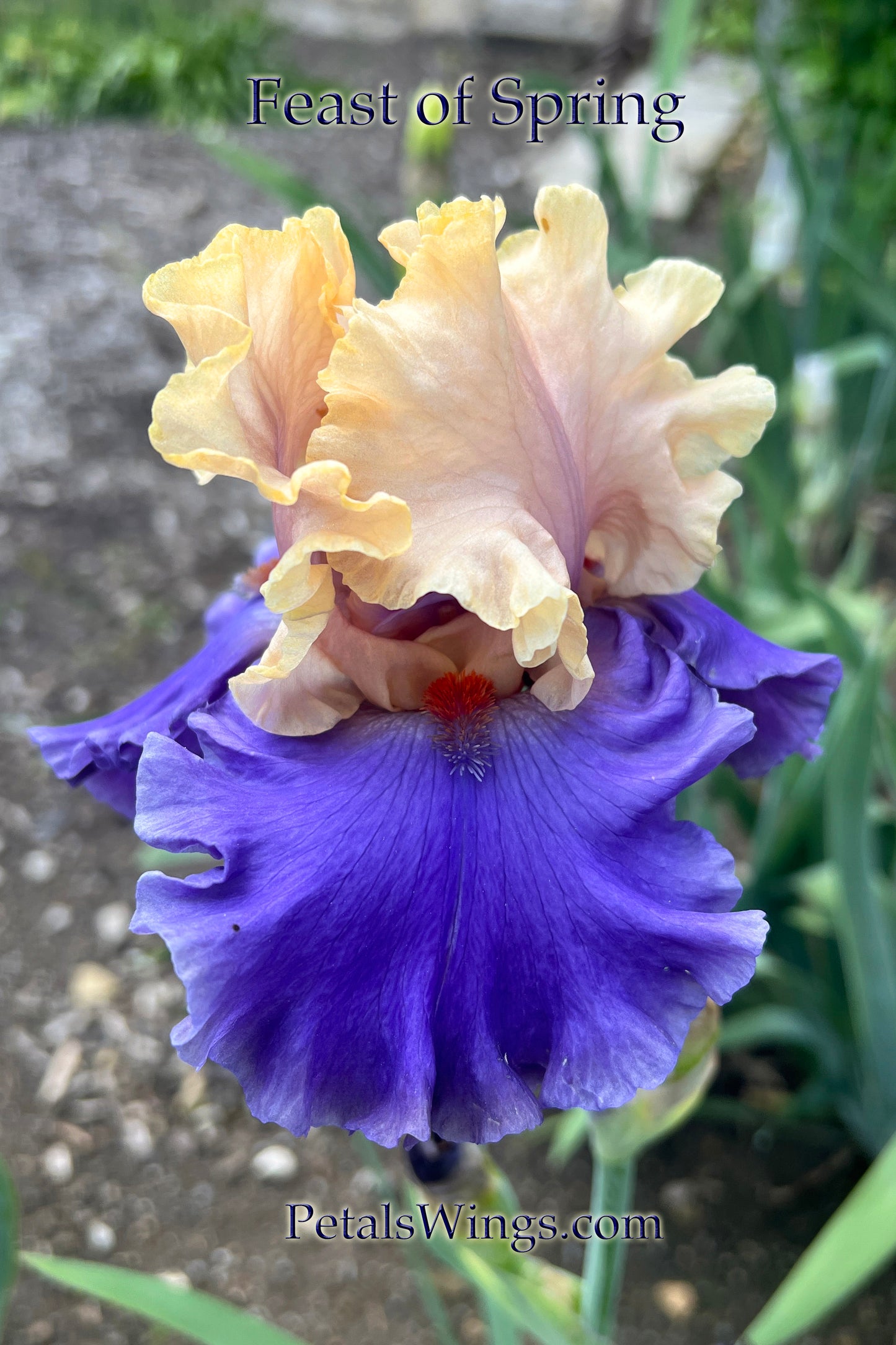 FEAST OF SPRING - 2023 - TB - Fragrant