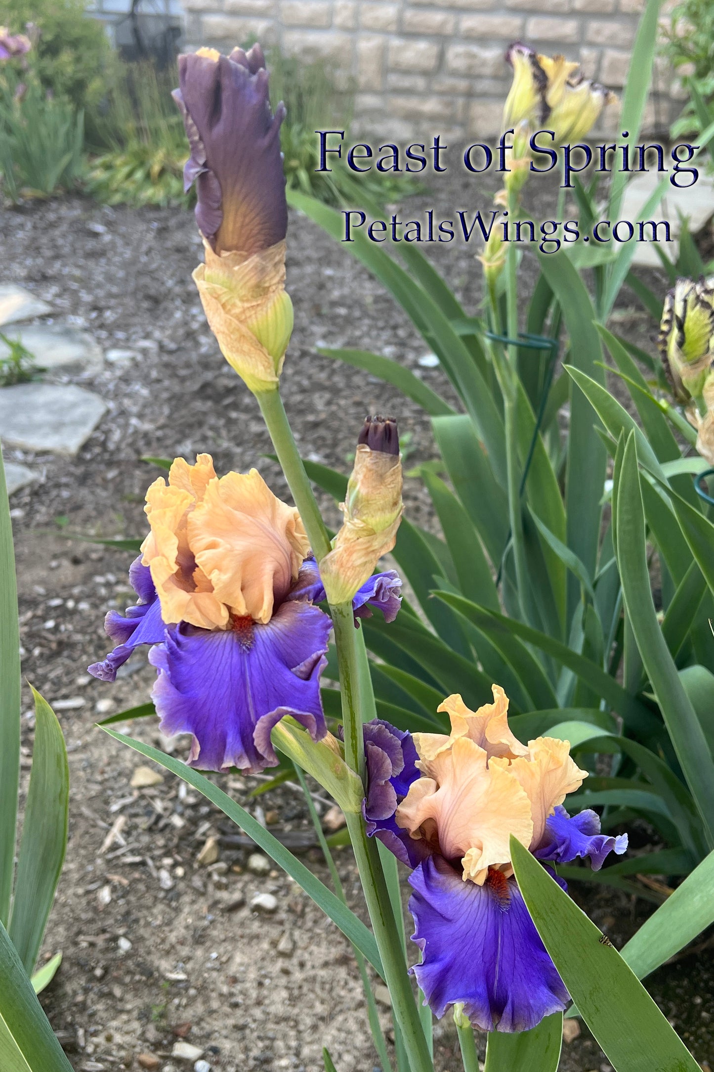 FEAST OF SPRING - 2023 - TB - Fragrant