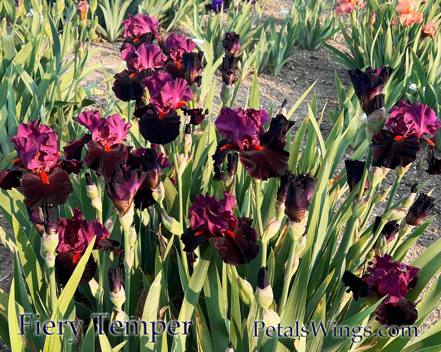 FIERY TEMPER - 2000 - TB - Fragrant