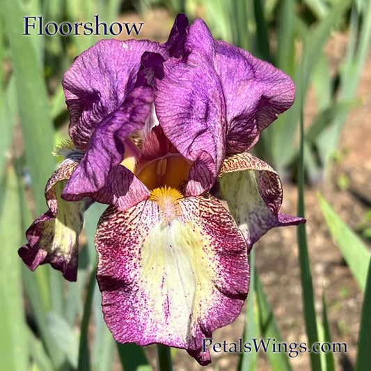 FLOORSHOW - 1988 - TB - Reblooming & Fragrant