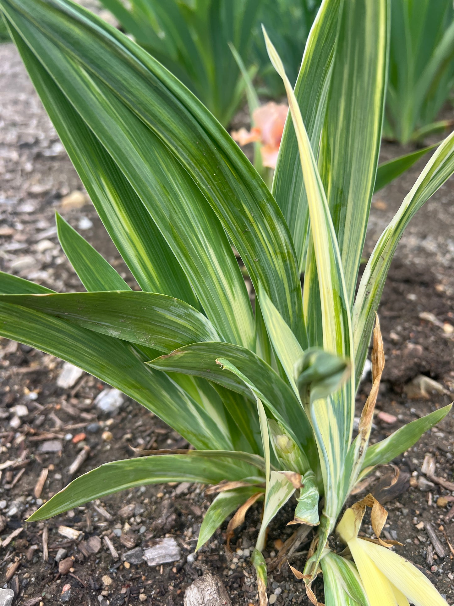 FUTURISTIC - 2023 - SDB - Fragrant