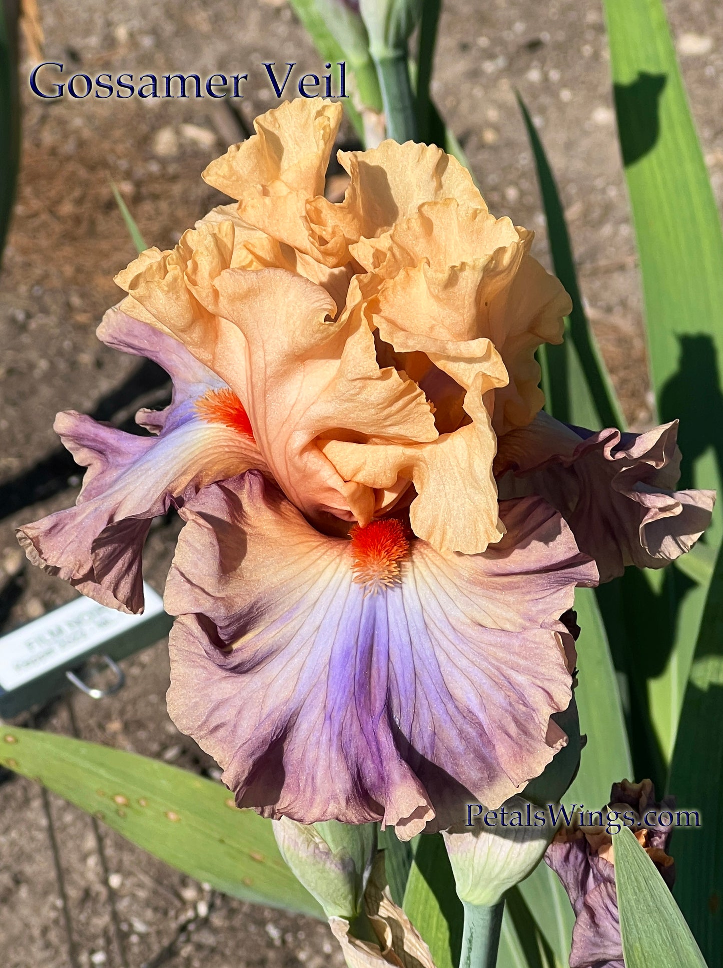 GOSSAMER VEIL - 2019 TB