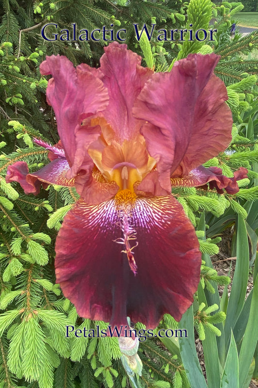 GALACTIC WARRIOR - 2000 - TB - Reblooming & Fragrant