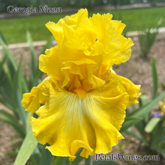 GEORGIA MOON - 2021 -TB-Fragrant
