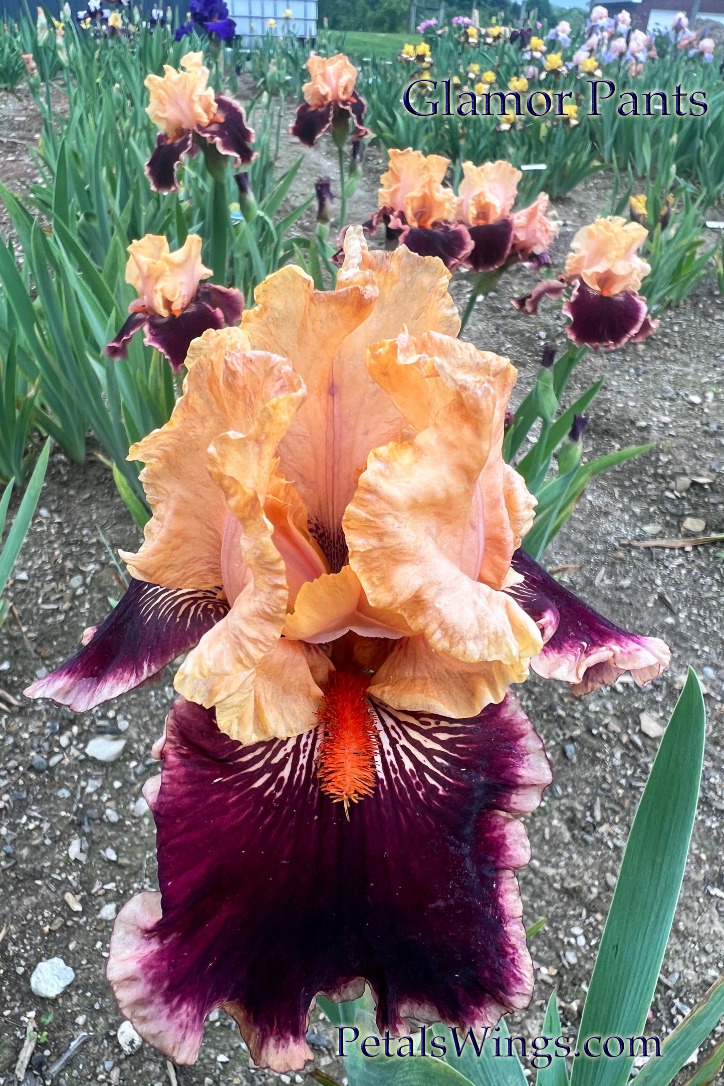 GLAMOUR PANTS - 2004 TB- Fragrant