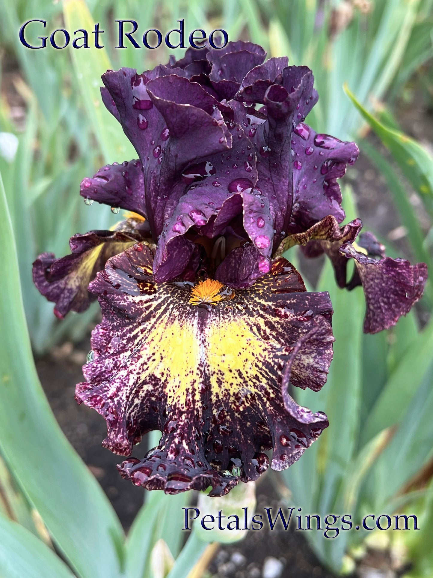 GOAT RODEO - 2022 - TB - Fragrant