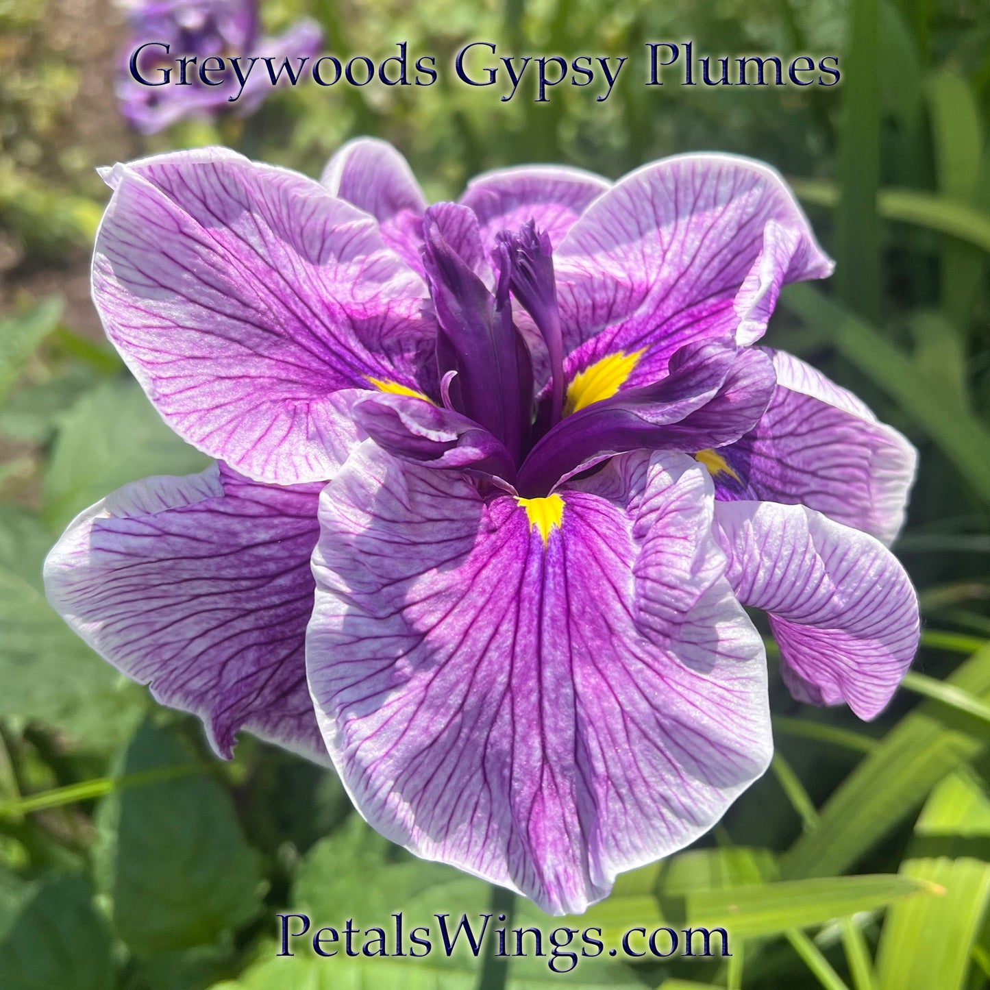 Greywoods Gypsy Plumes - 2003 Ensata Japanese Iris
