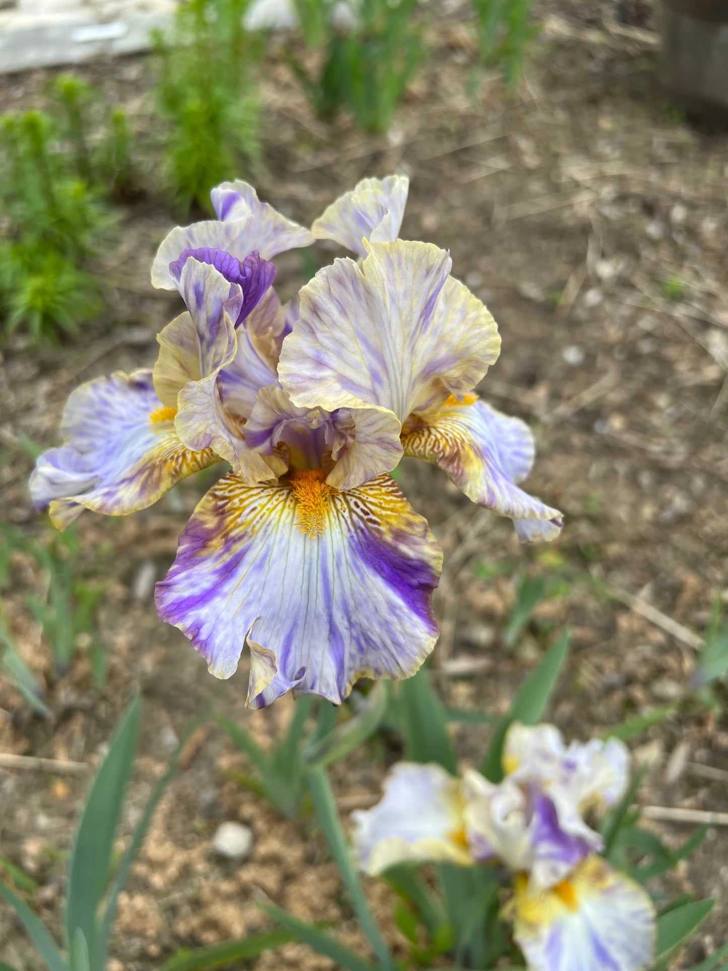 HOLY KOSMOLY 2001 TB