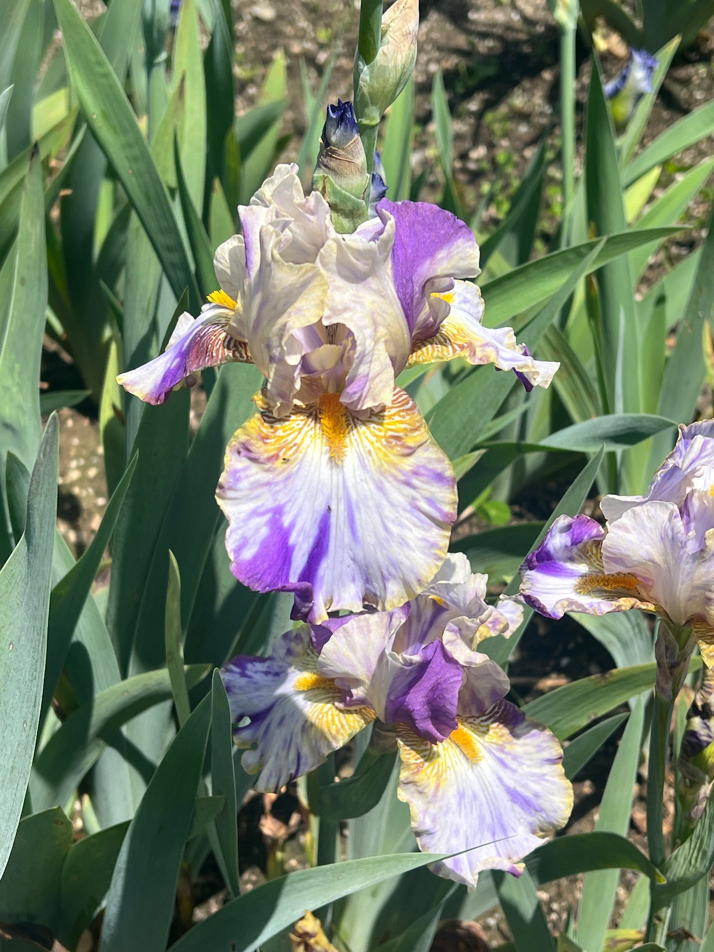 HOLY KOSMOLY 2001 TB