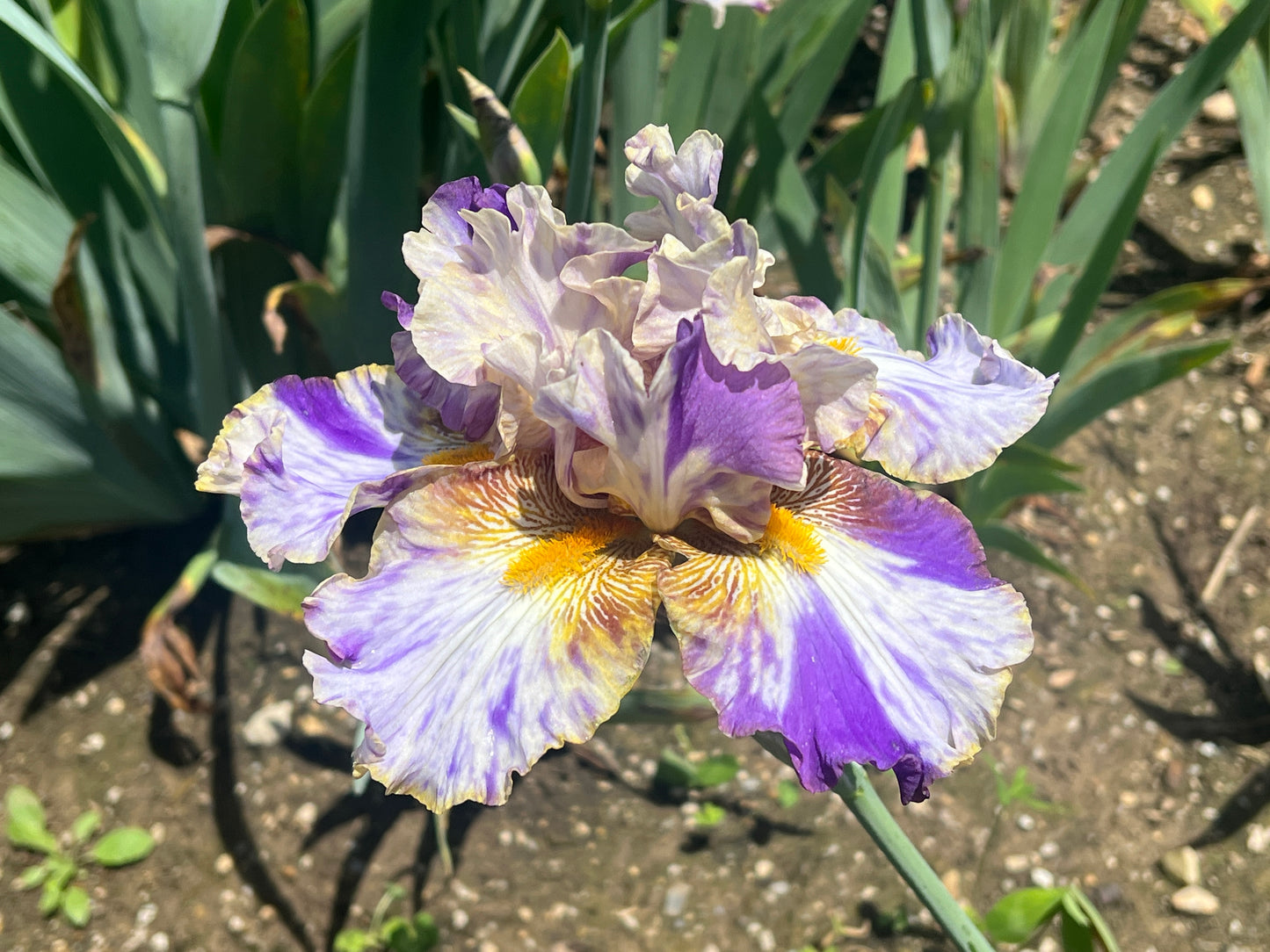 HOLY KOSMOLY 2001 TB