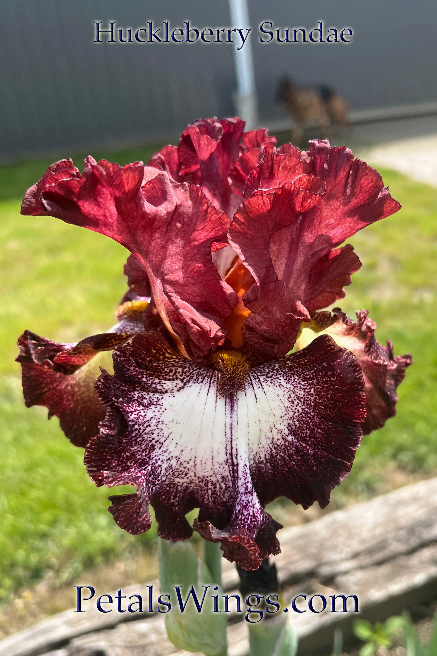 HUCKLEBERRY SUNDAE-2014 TB