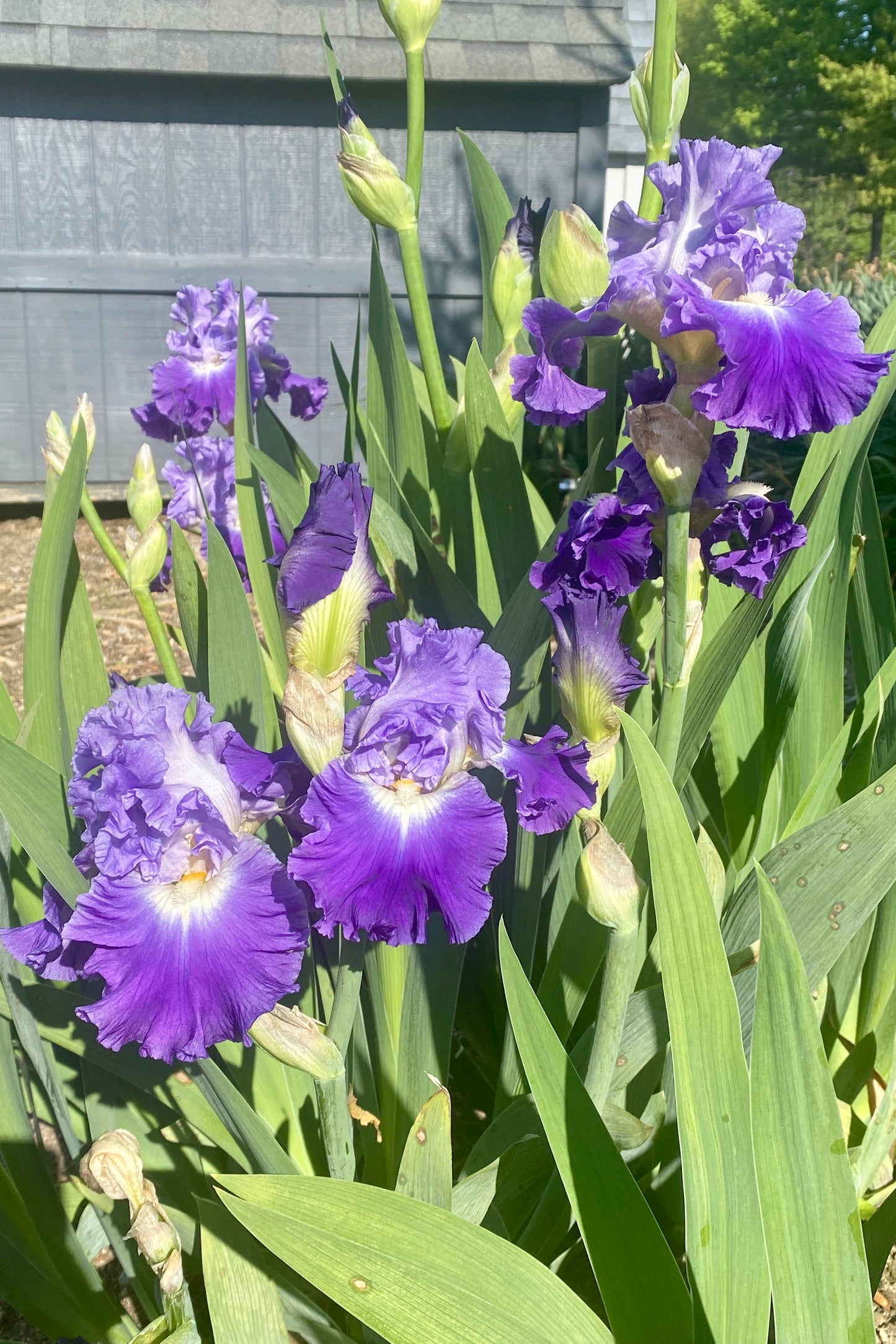 JOY RETURNS-2016 TB-Reblooming & Fragrant