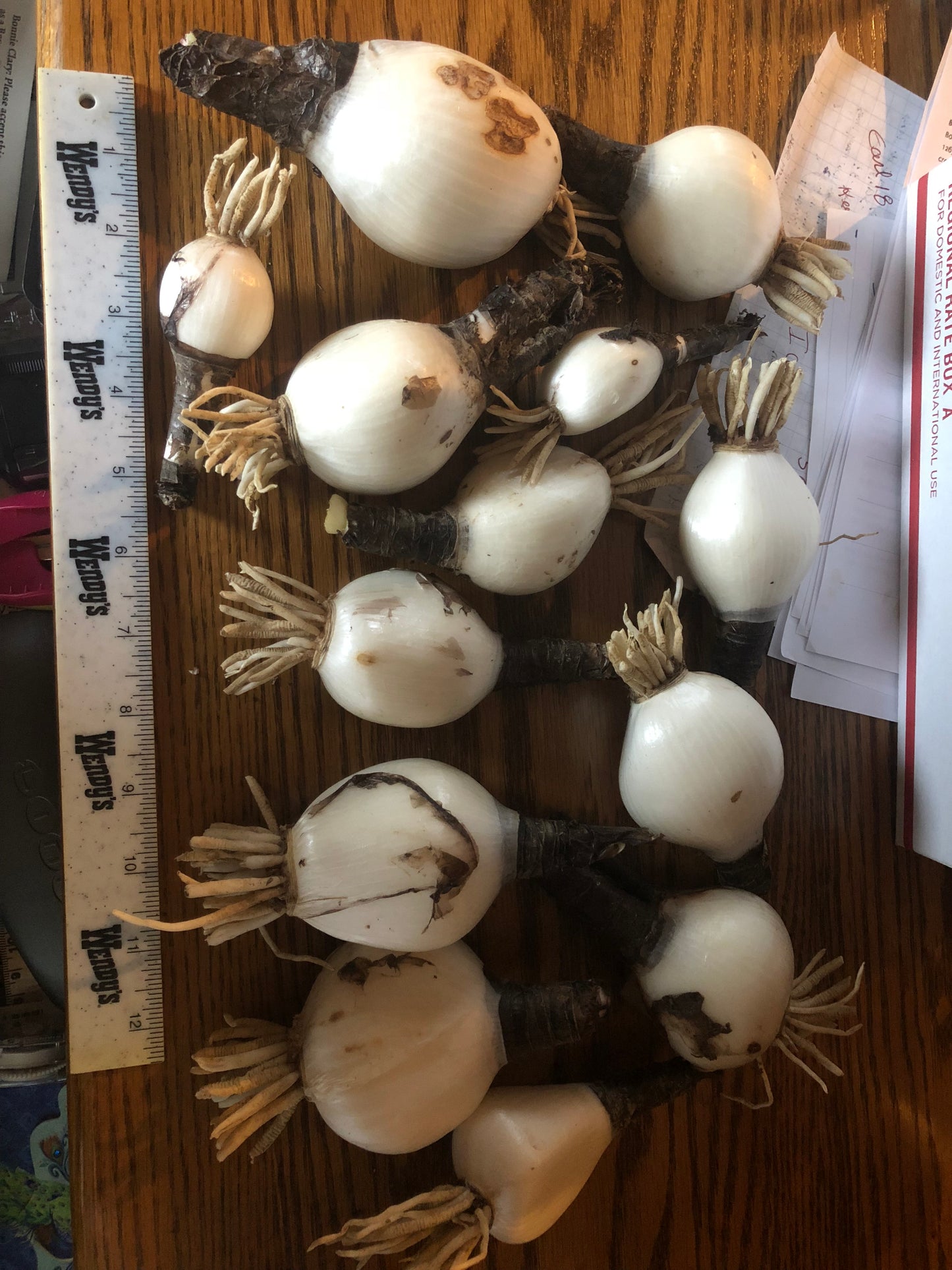 Magic Lily, Surprise Lily, Naked Ladies