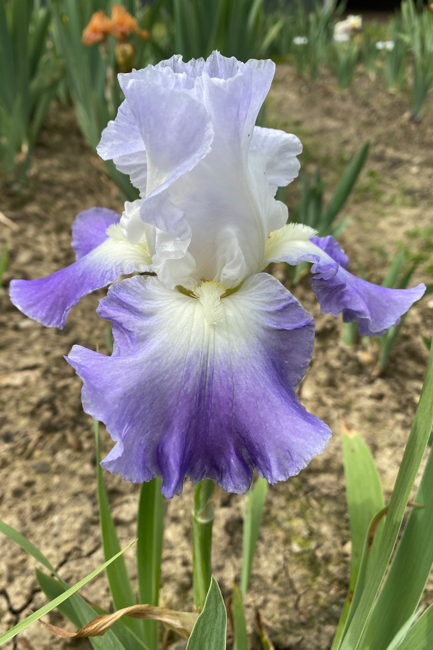 CLARENCE - 1991 - TB - Reblooming & Fragrant