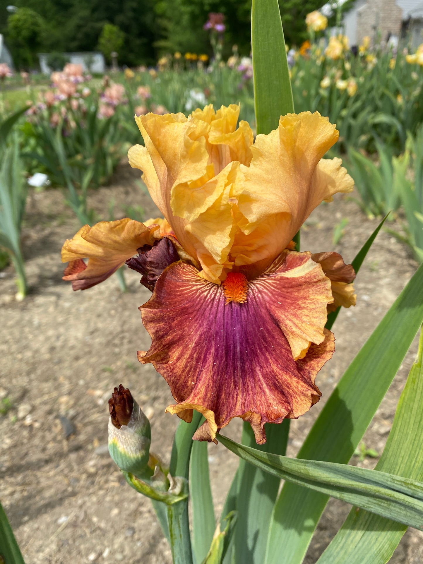 HONEY DRIPPER - 2008 - TB-Fragrant