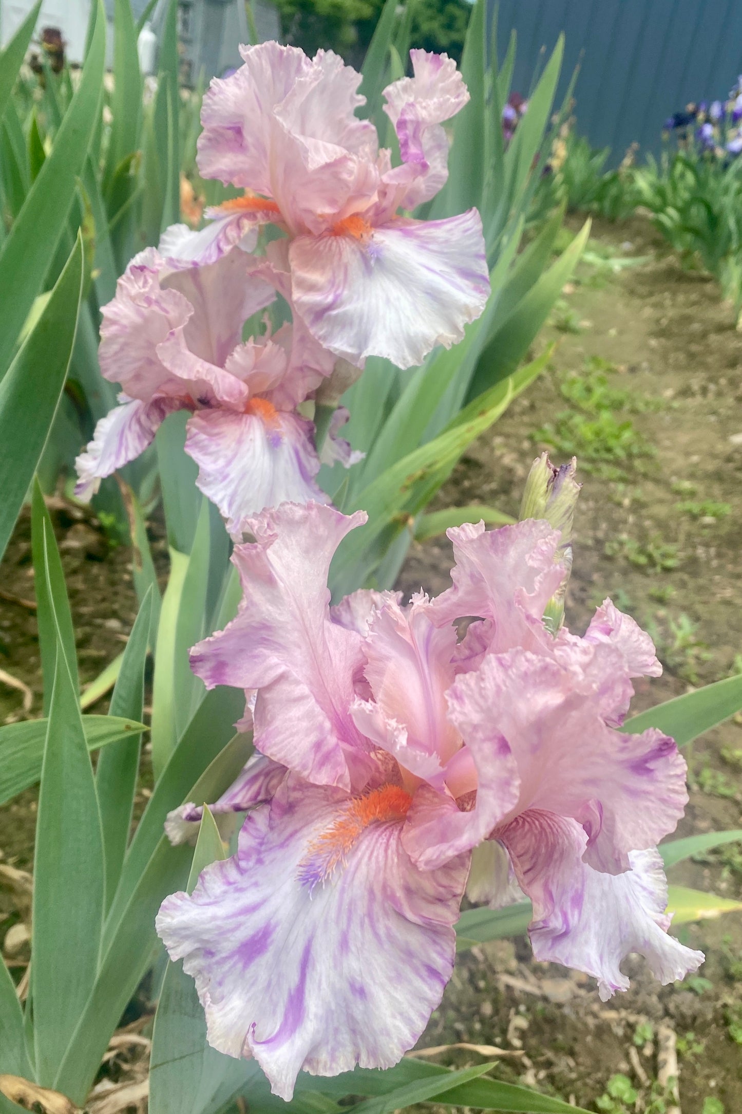 ZEKIE - 2007 - TB - Fragrant