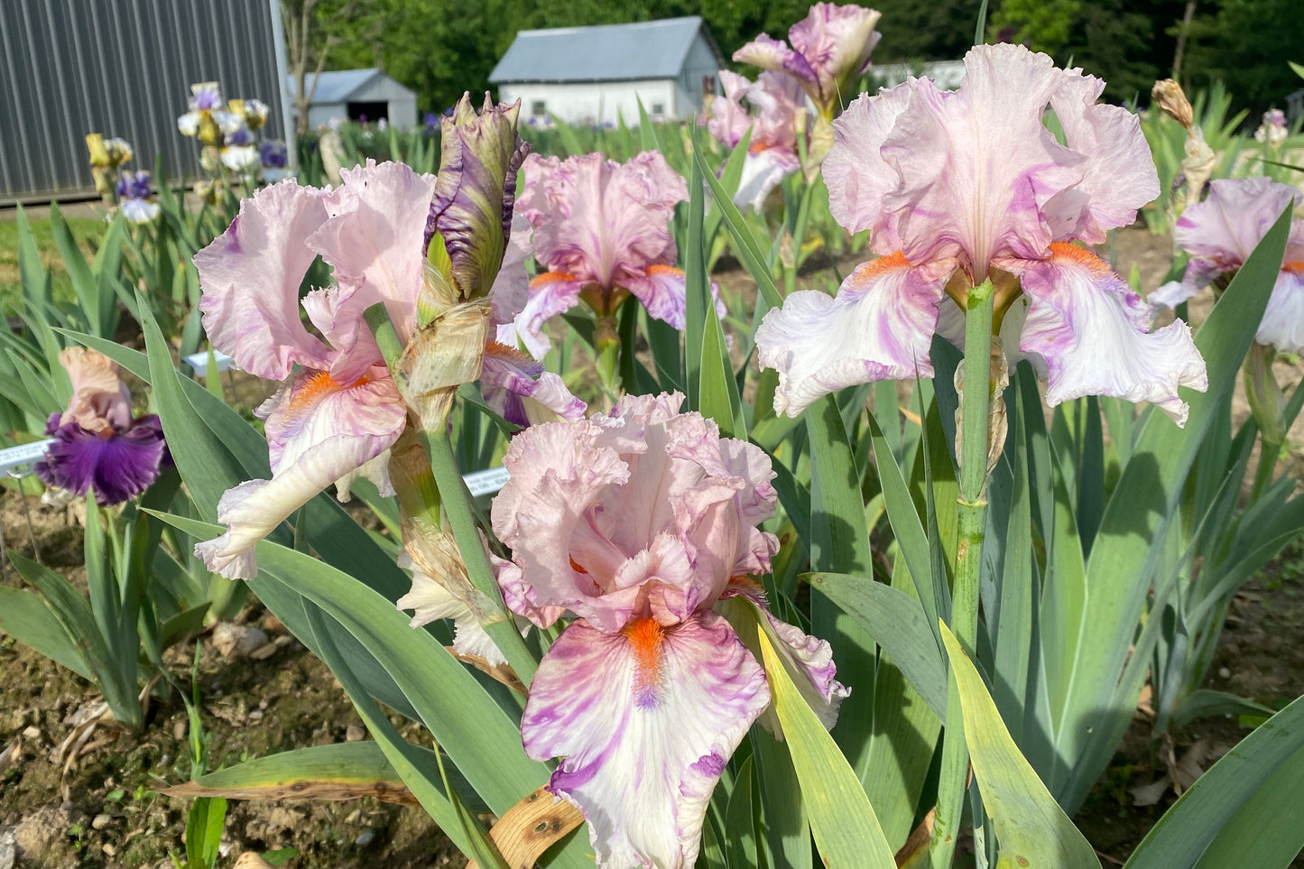 ZEKIE - 2007 - TB - Fragrant