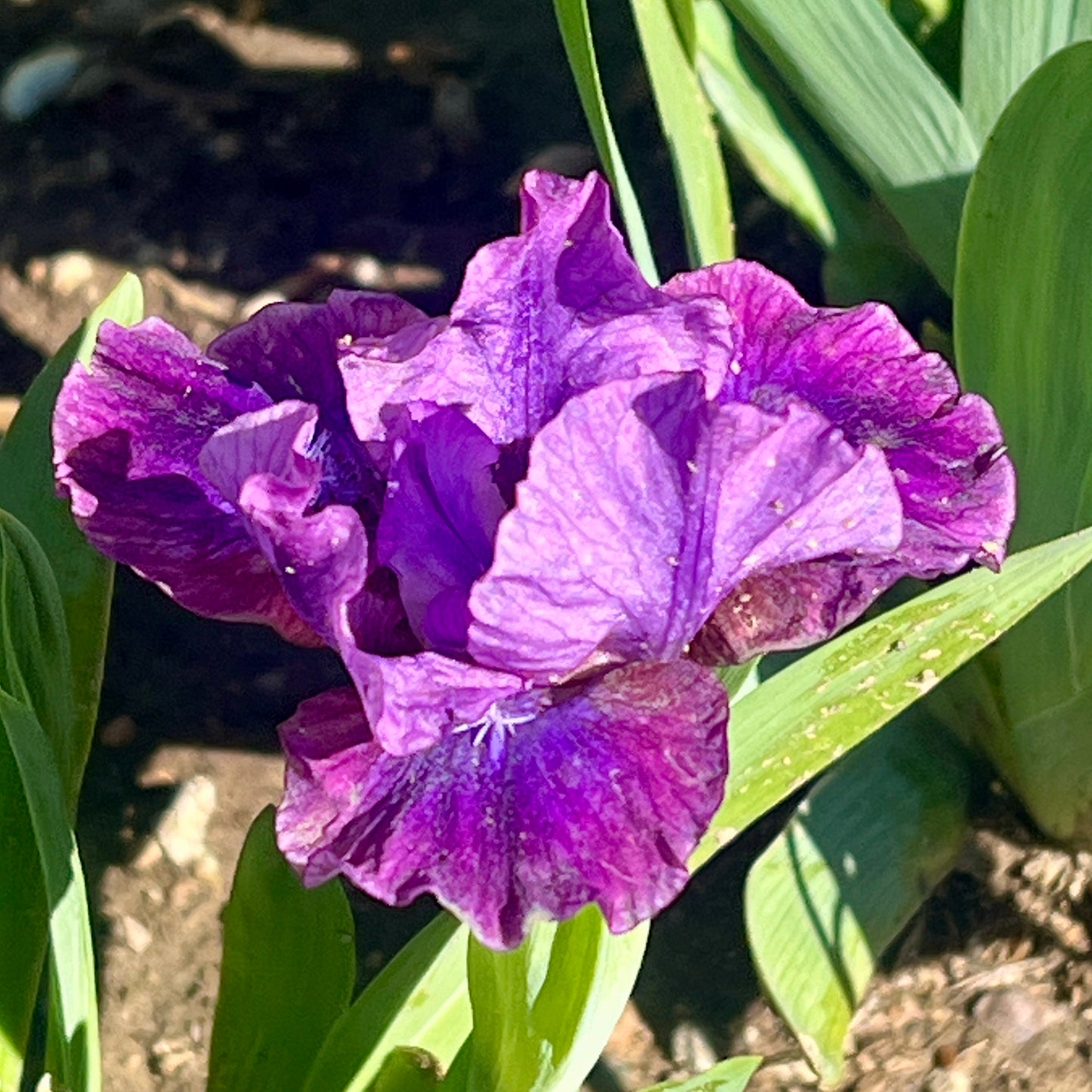 PLUM TWIST 2003 SDB - Fragrant