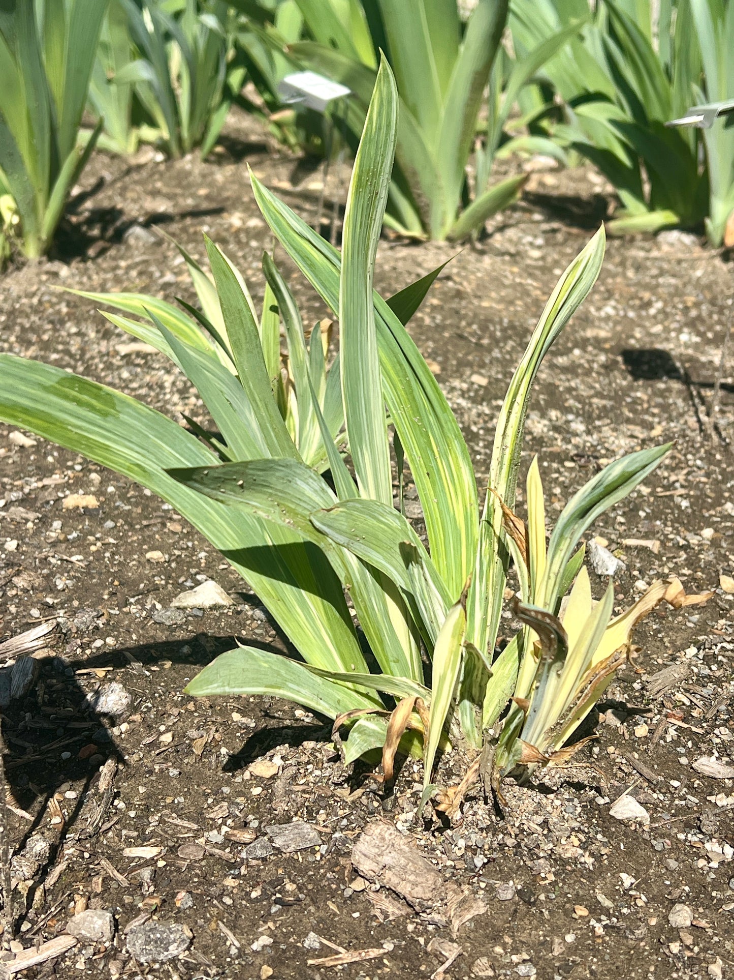 FUTURISTIC - 2023 - SDB - Fragrant