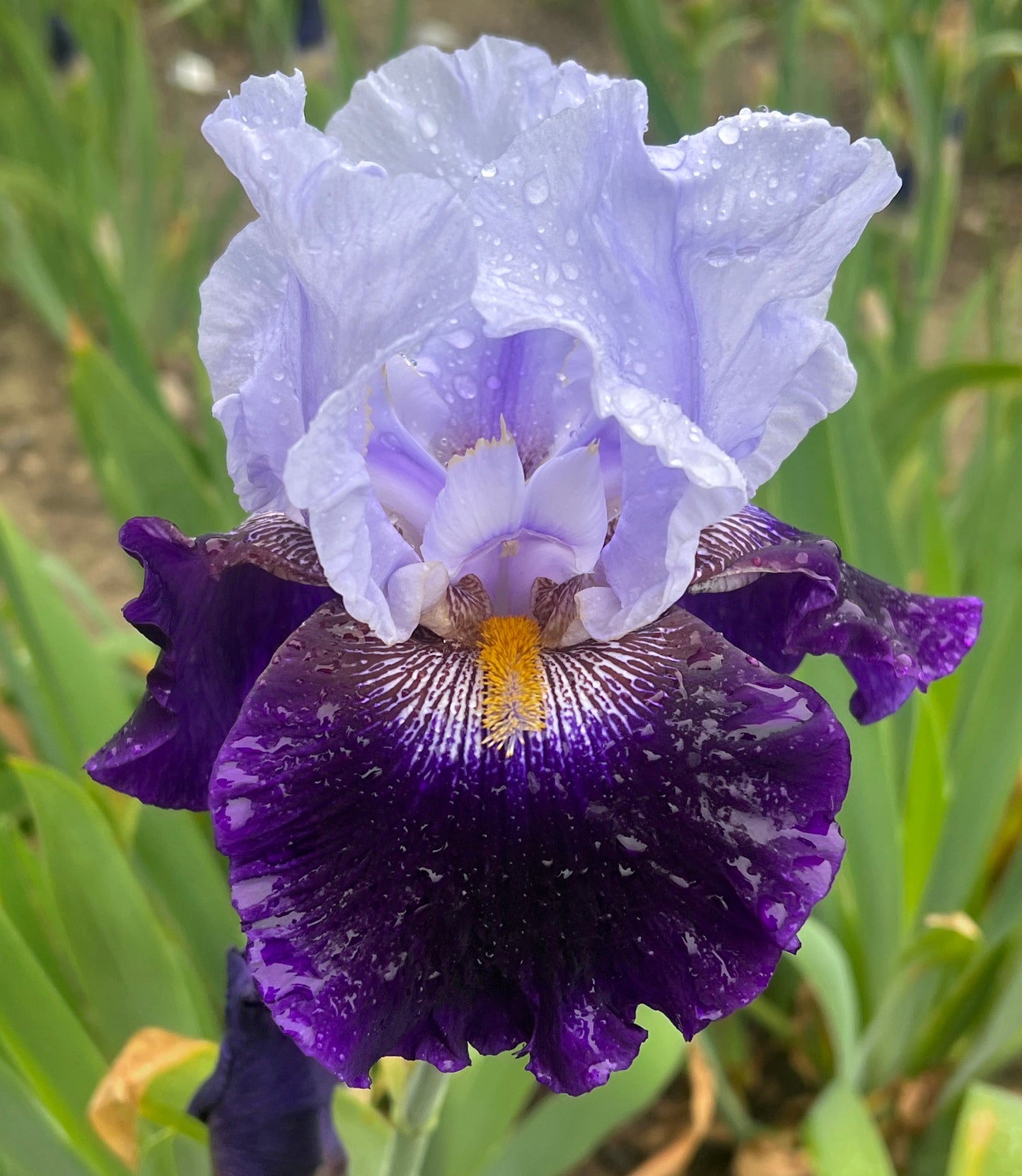 REPEAT PERFORMANCE 2008-TB-Reblooming