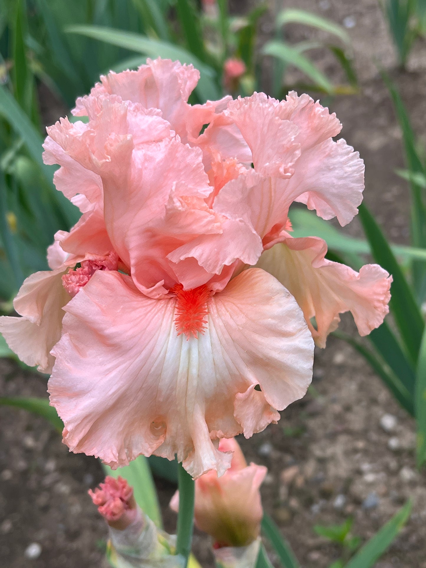 GUARDIAN ANGEL - 2005 TB