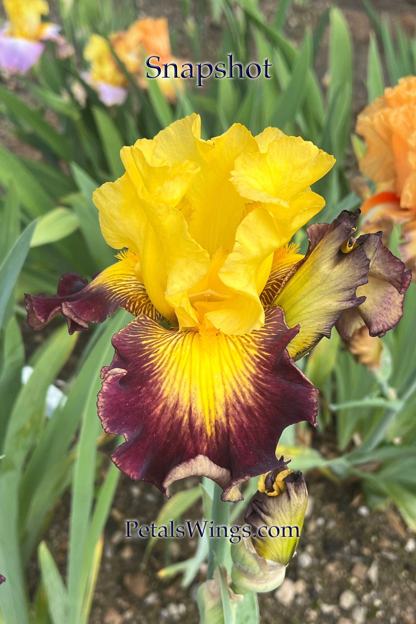 SNAPSHOT- 2007 - TB - Fragrant