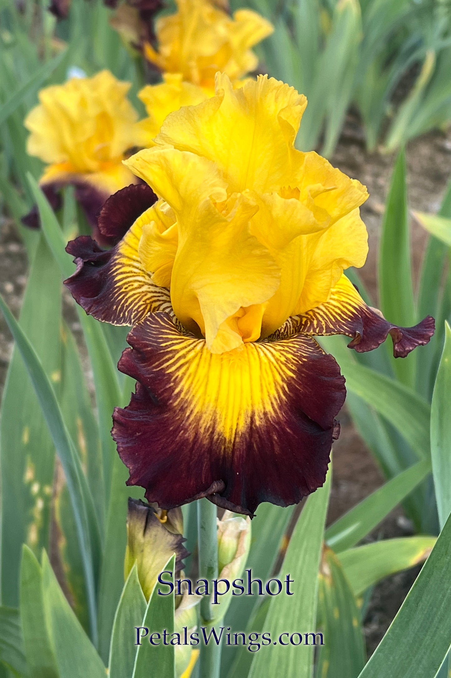 SNAPSHOT- 2007 - TB - Fragrant