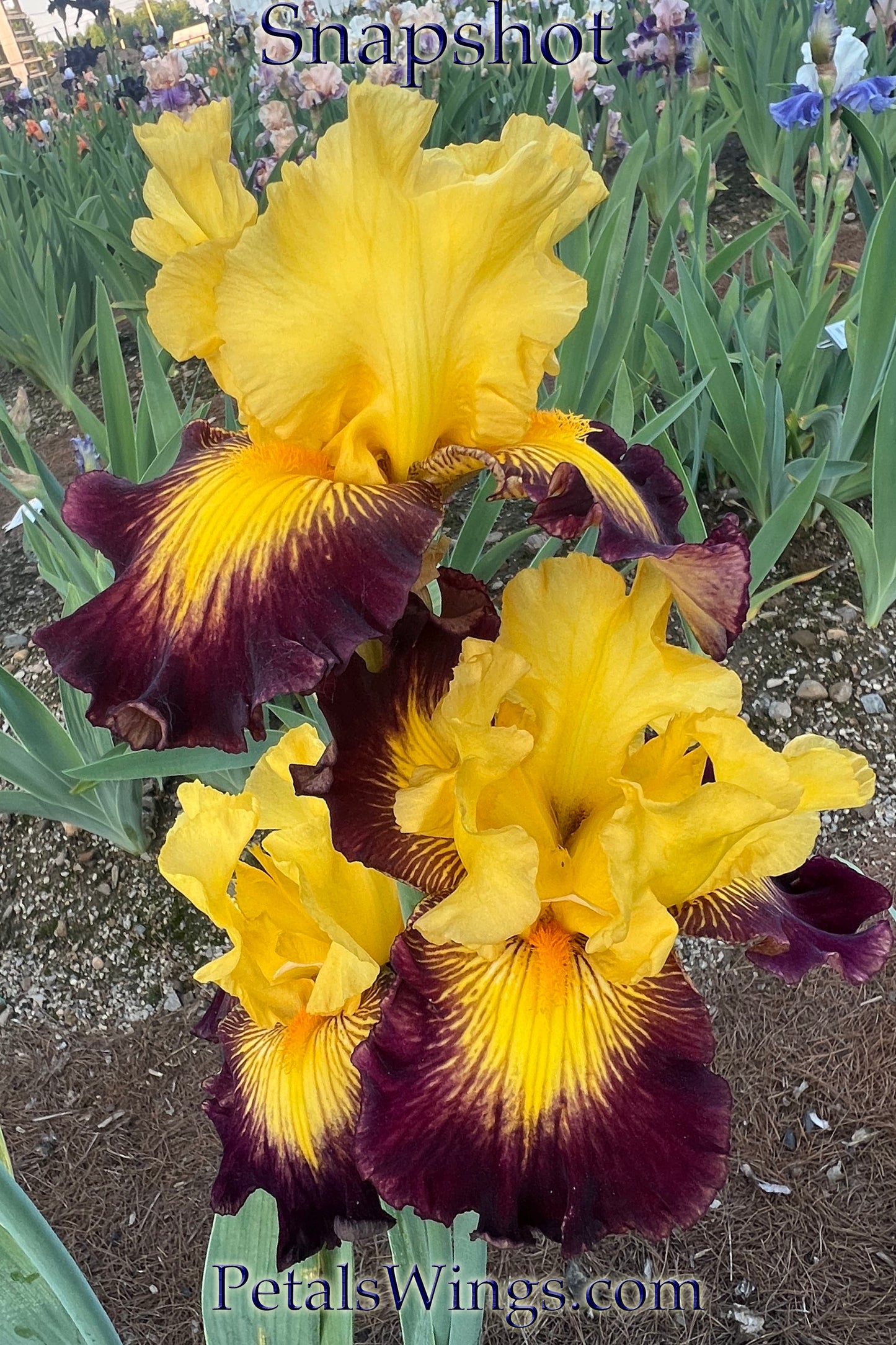 SNAPSHOT- 2007 - TB - Fragrant