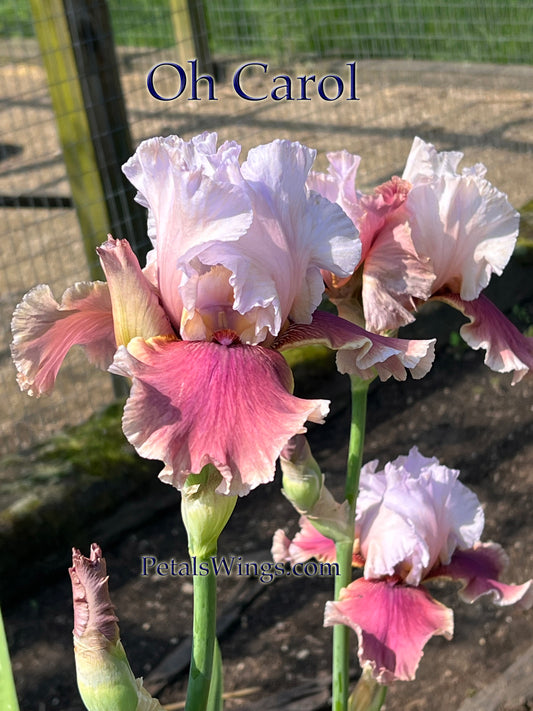 OH CAROL - 2012 TB - Reblooming & Fragrant