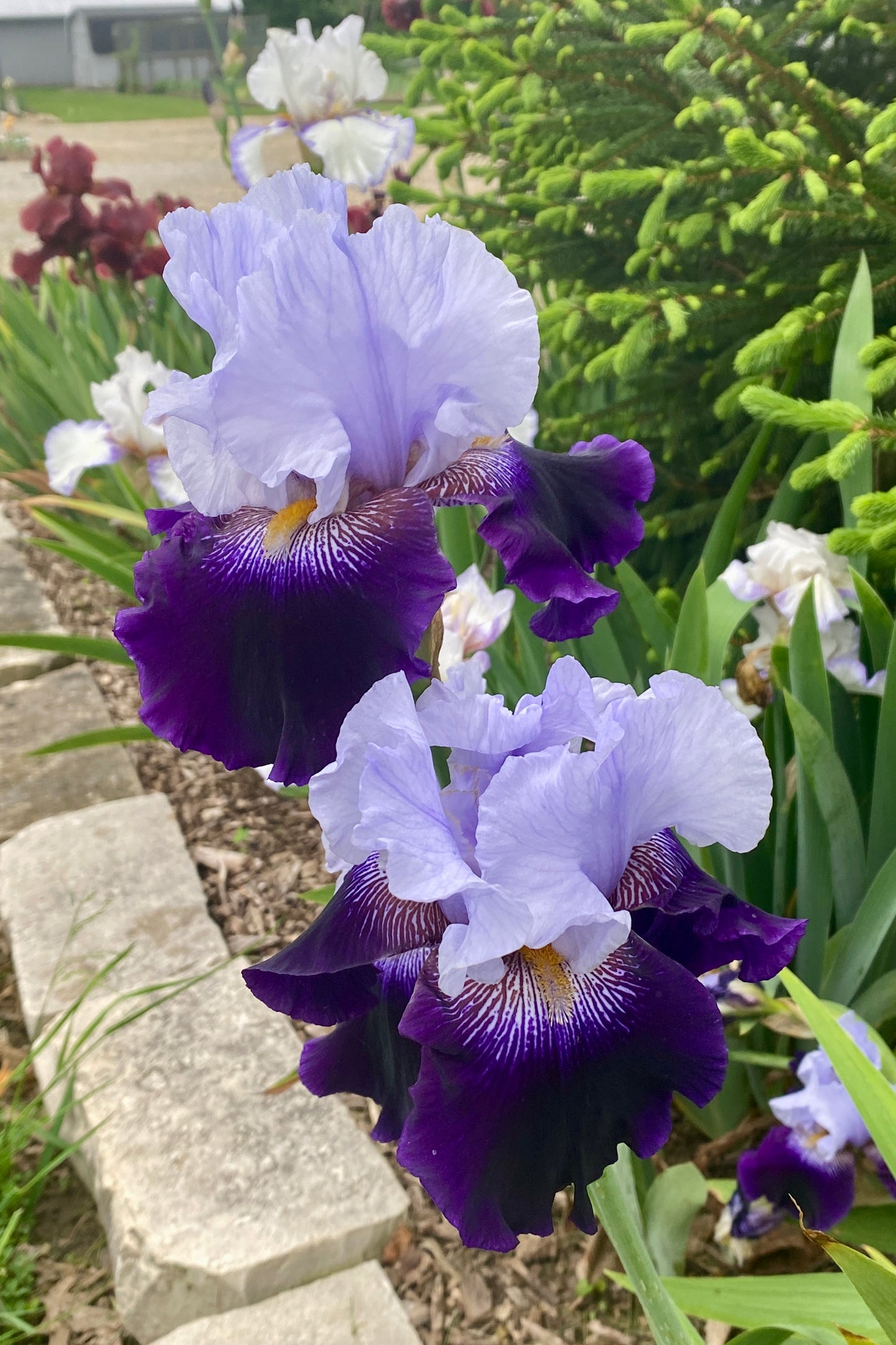 REPEAT PERFORMANCE 2008-TB-Reblooming