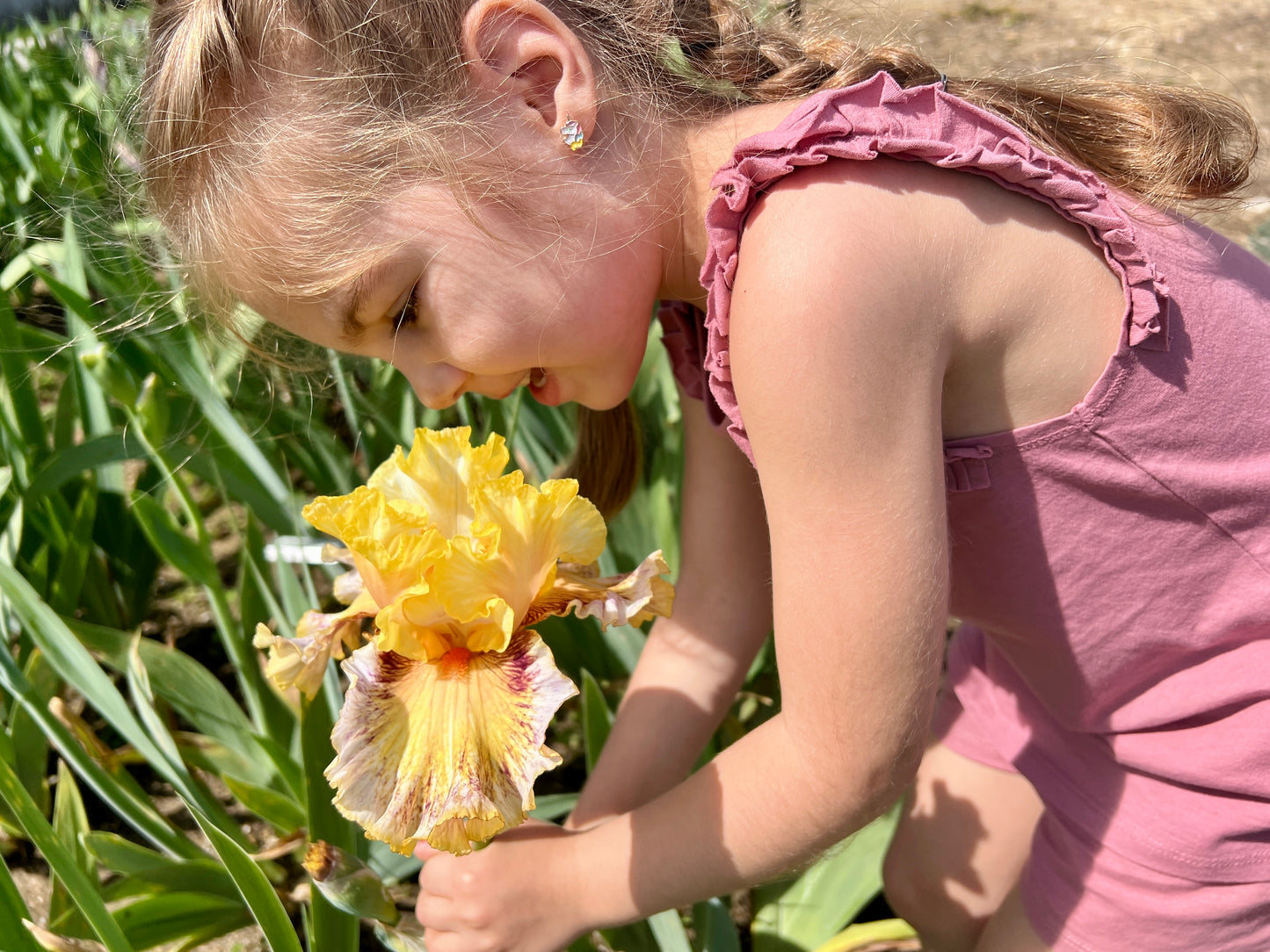 End of season SALE with FREE SHIPPING Iris "Bakers Dozen"
