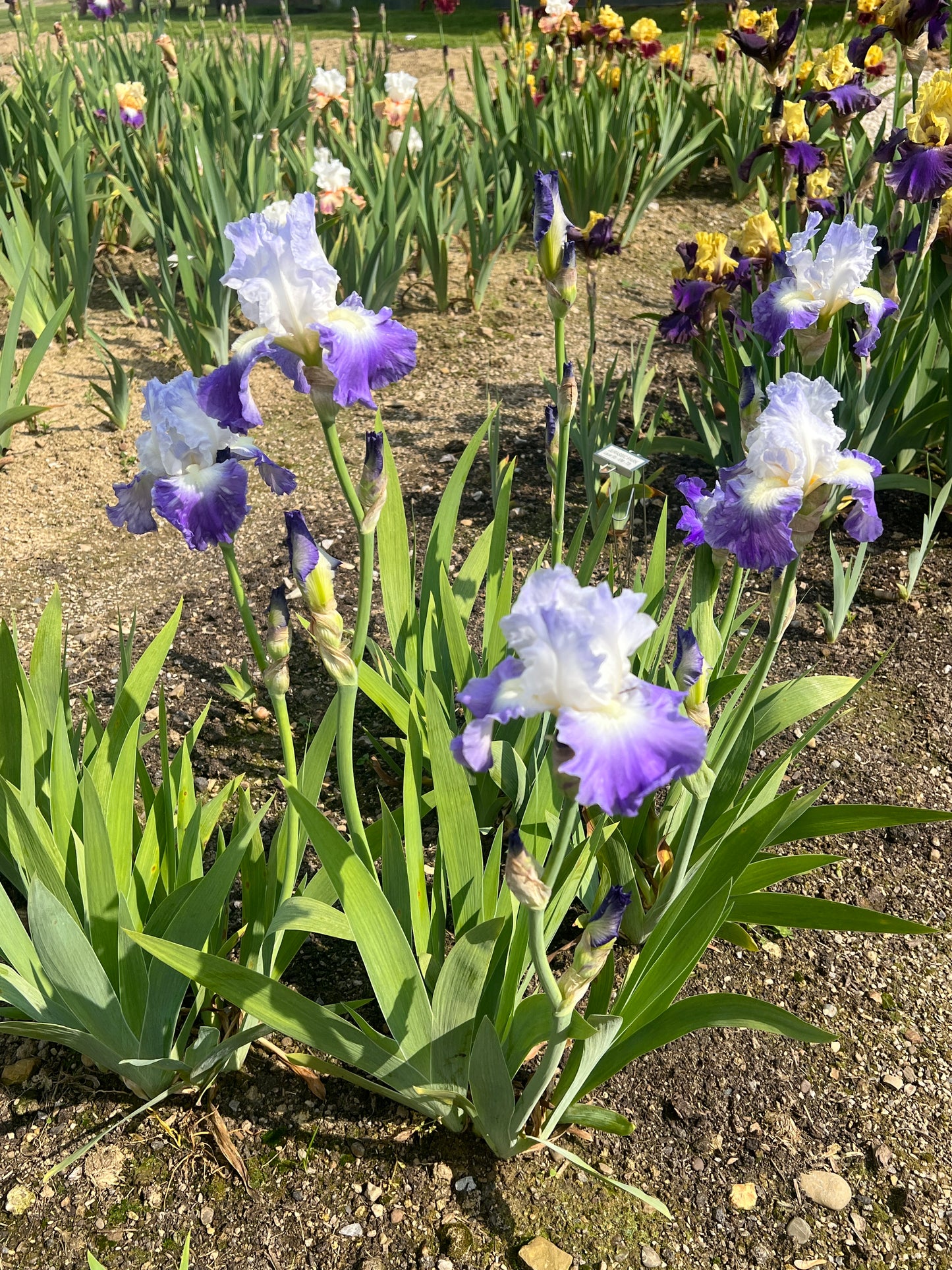 CLARENCE - 1991 - TB - Reblooming & Fragrant