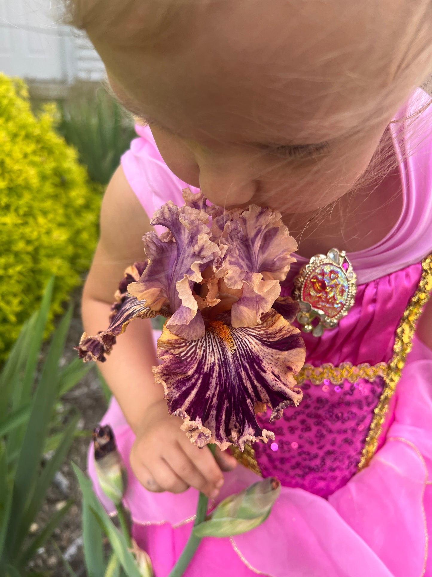 End of season SALE with FREE SHIPPING Iris "Bakers Dozen"