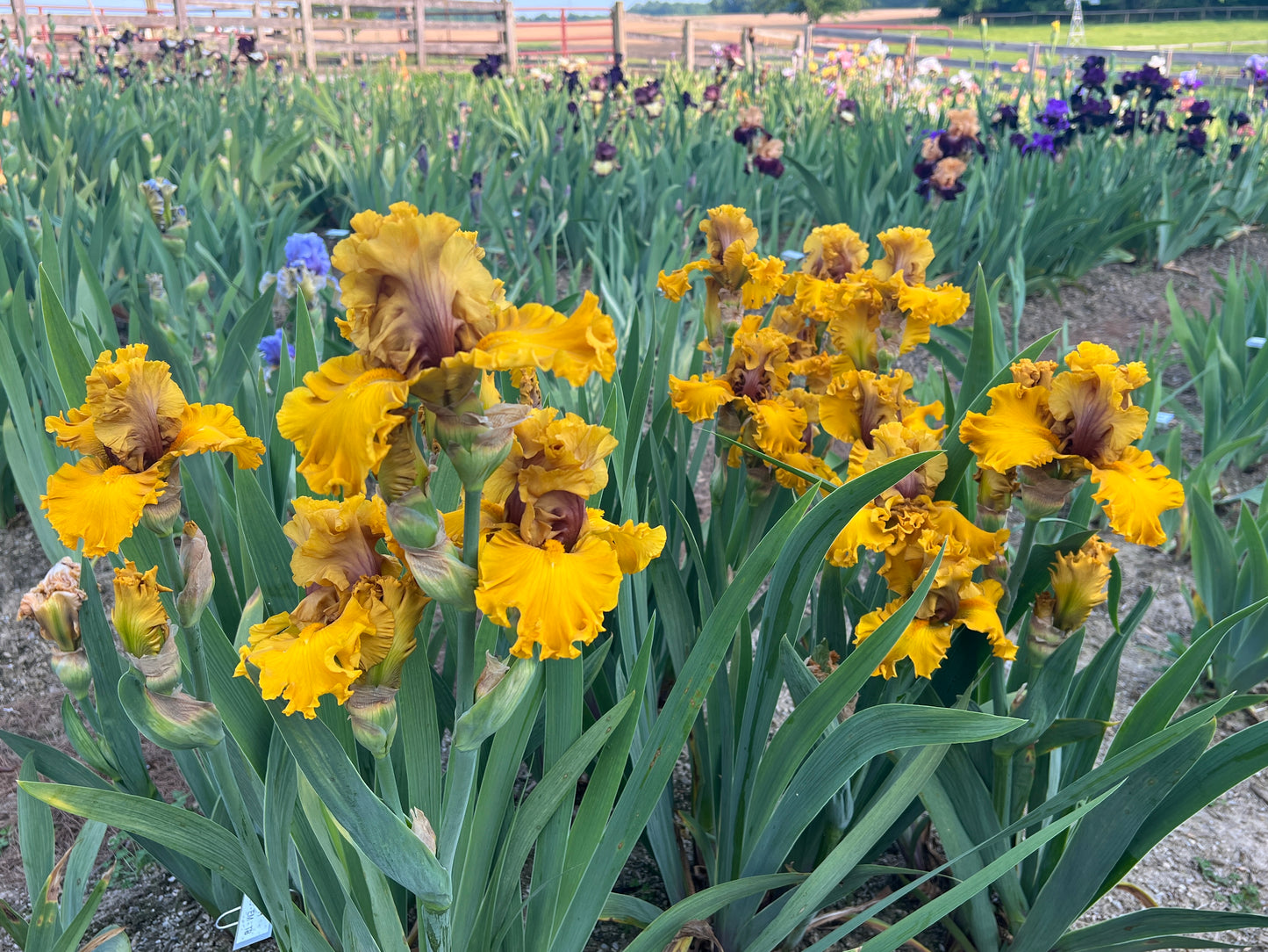 End of season SALE with FREE SHIPPING Iris "Bakers Dozen"