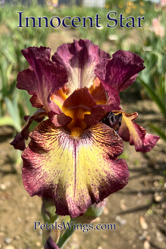 INNOCENT STAR - 1999 TB-Reblooming & Fragrant