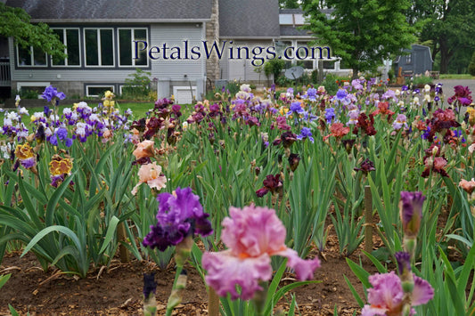 End of season SALE with FREE SHIPPING Iris "Bakers Dozen"