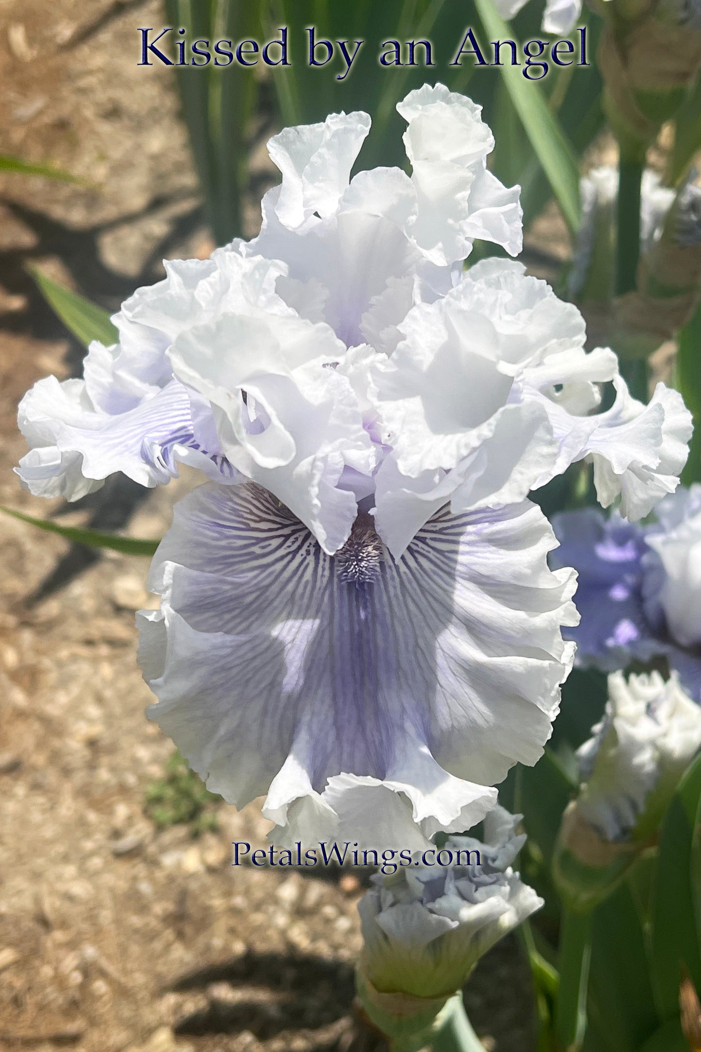 KISSED BY AN ANGEL 2018 TB-Fragrant