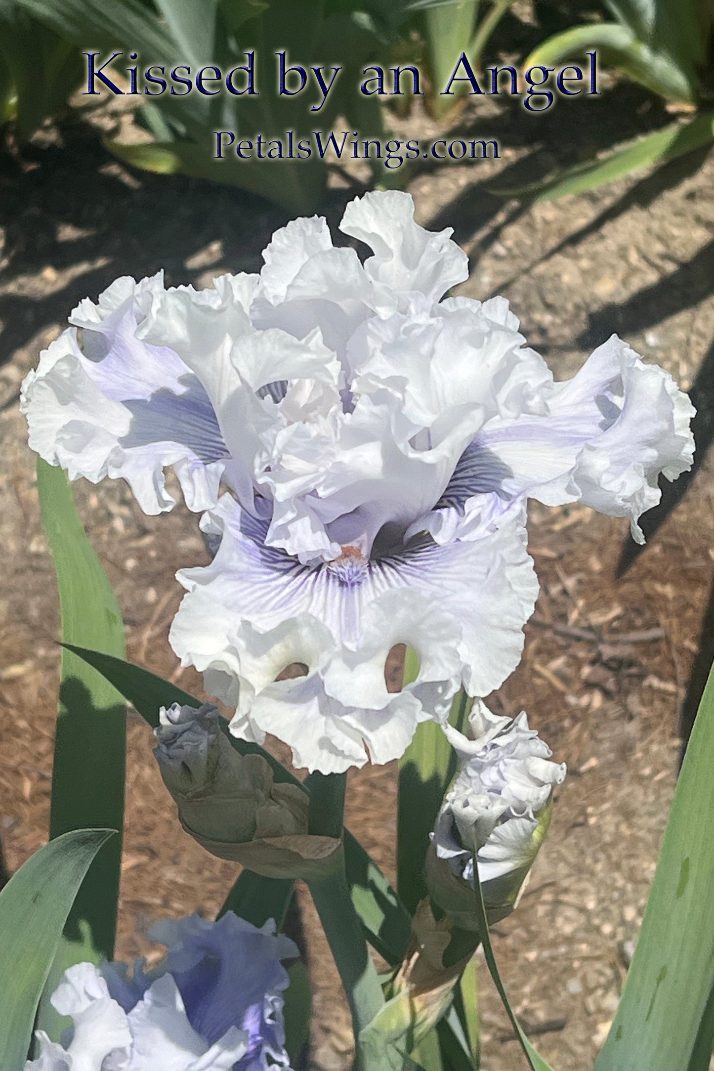 KISSED BY AN ANGEL 2018 TB-Fragrant