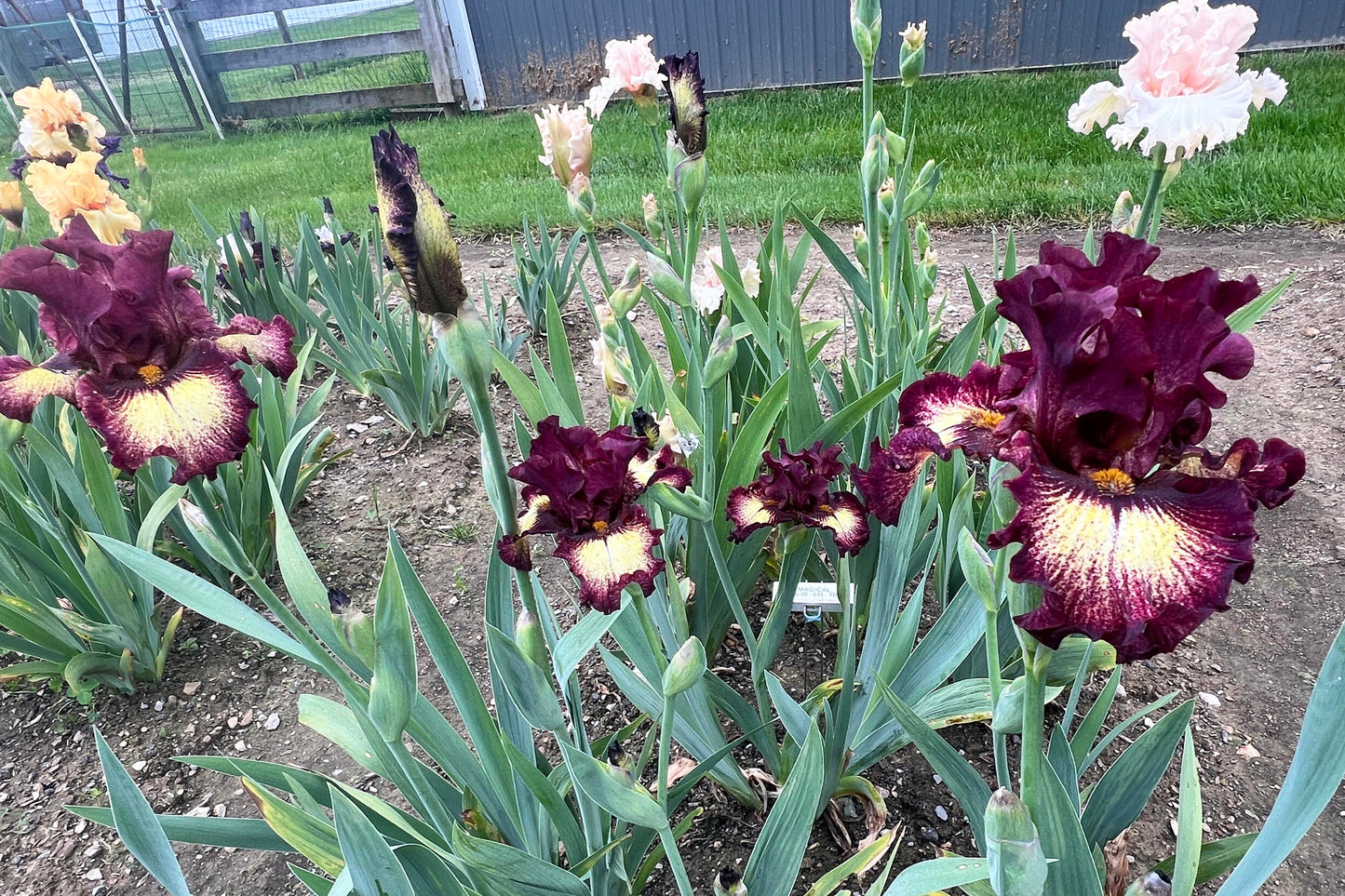 LOCOMOTION 2017 TB- Fragrant