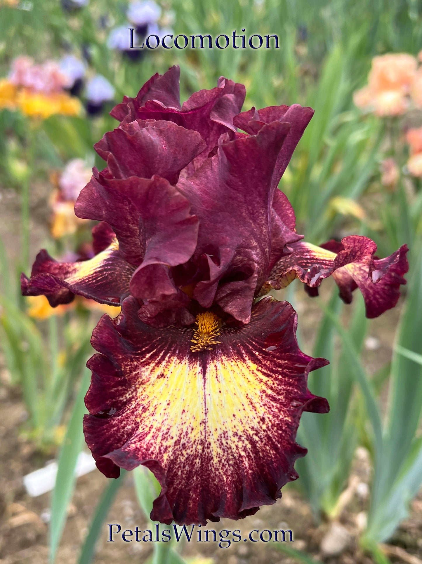 LOCOMOTION 2017 TB- Fragrant