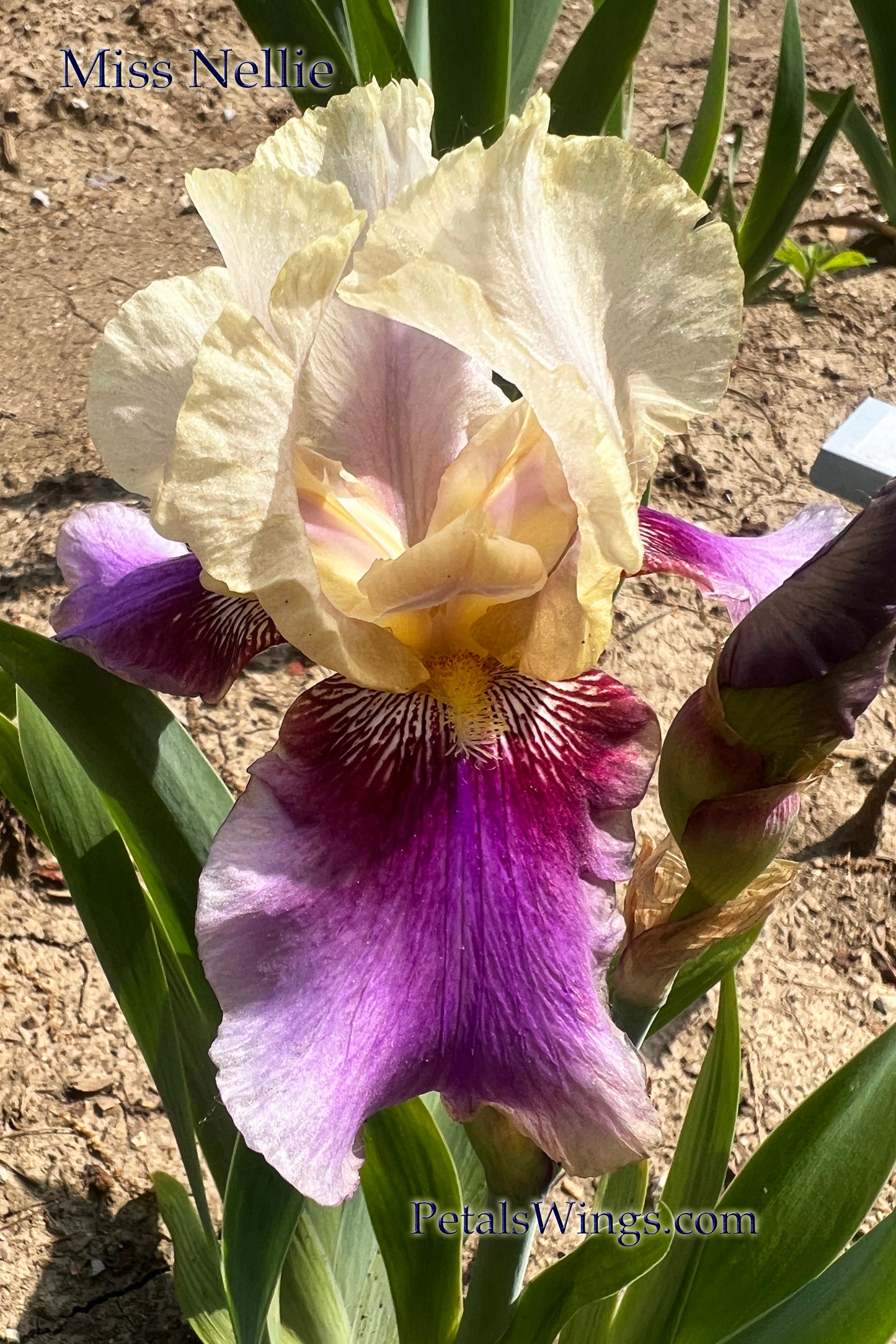 MISS NELLIE - 1979 TB