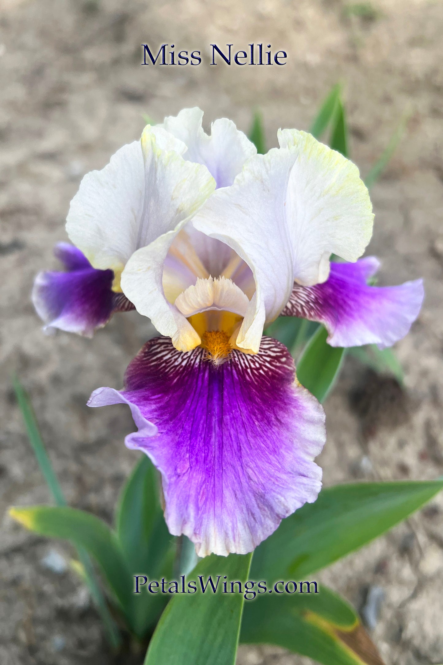 MISS NELLIE - 1979 TB