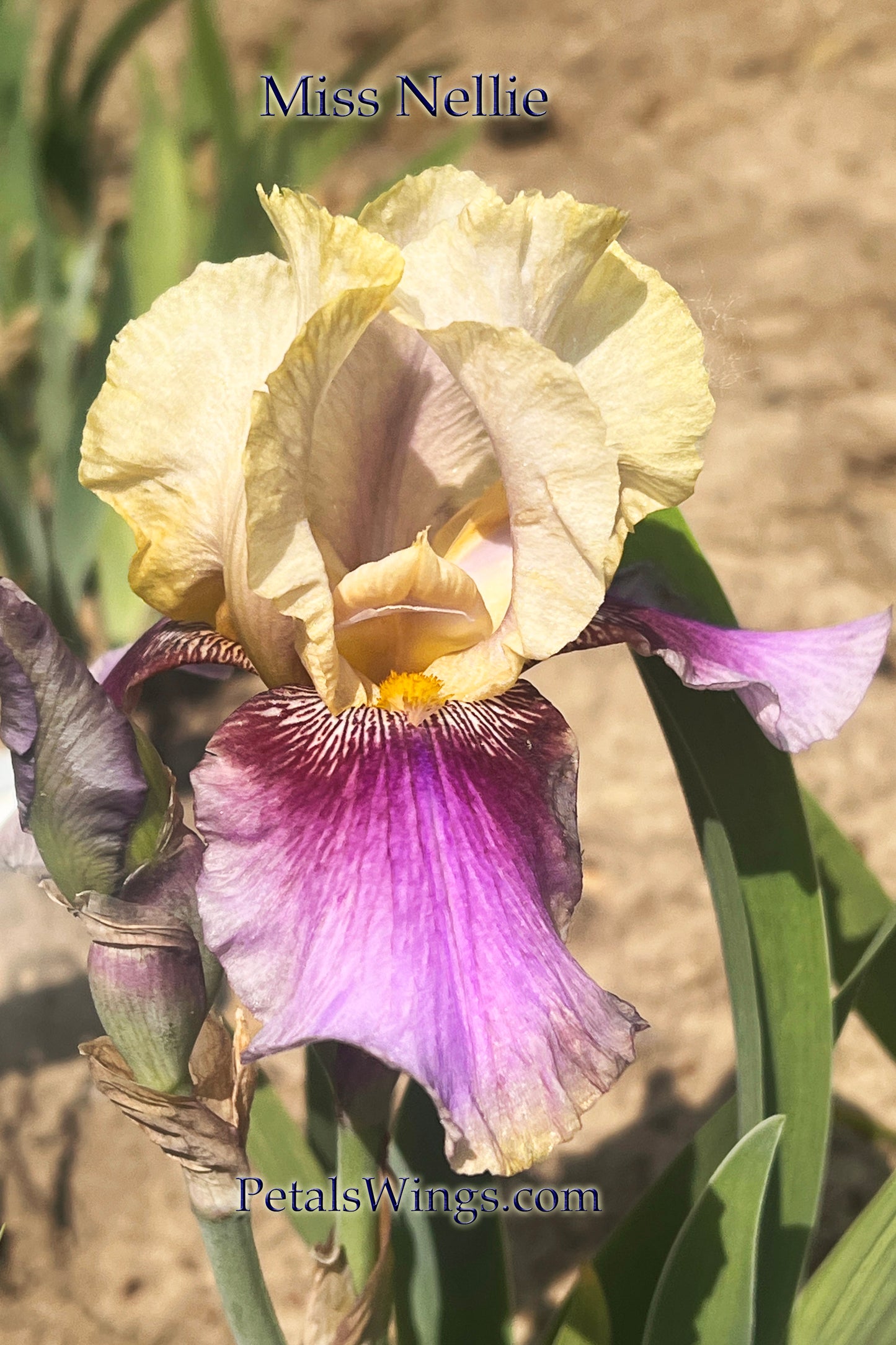 MISS NELLIE - 1979 TB