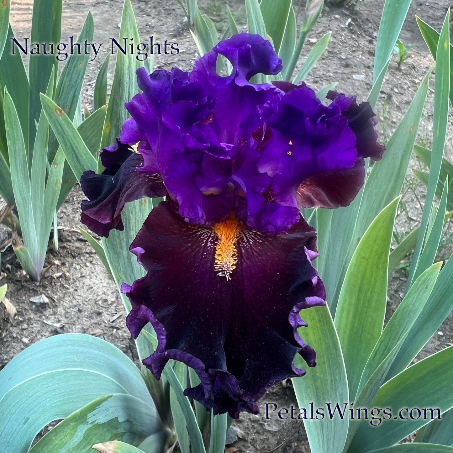 NAUGHTY NIGHTS -2006 TB