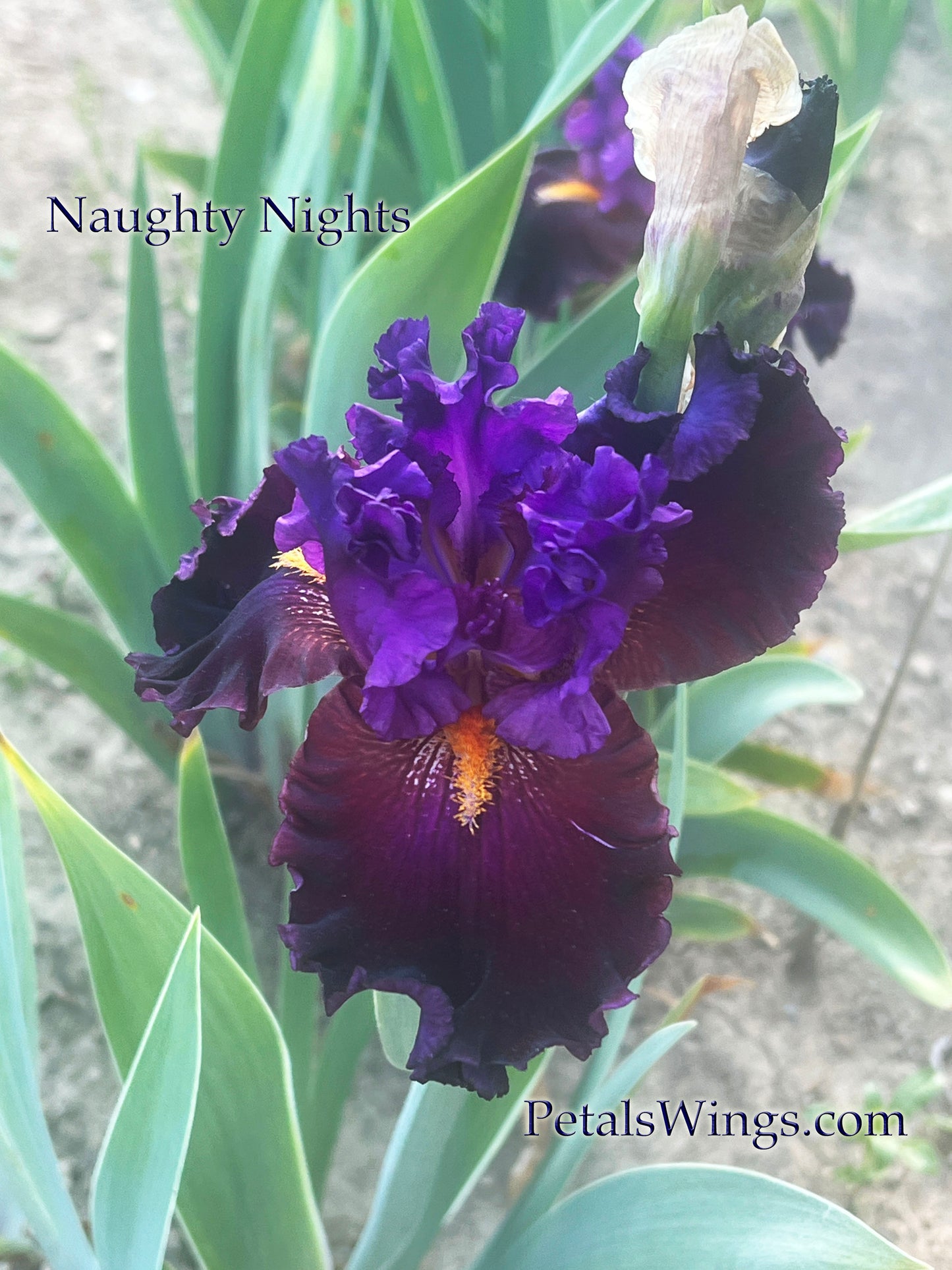 NAUGHTY NIGHTS -2006 TB