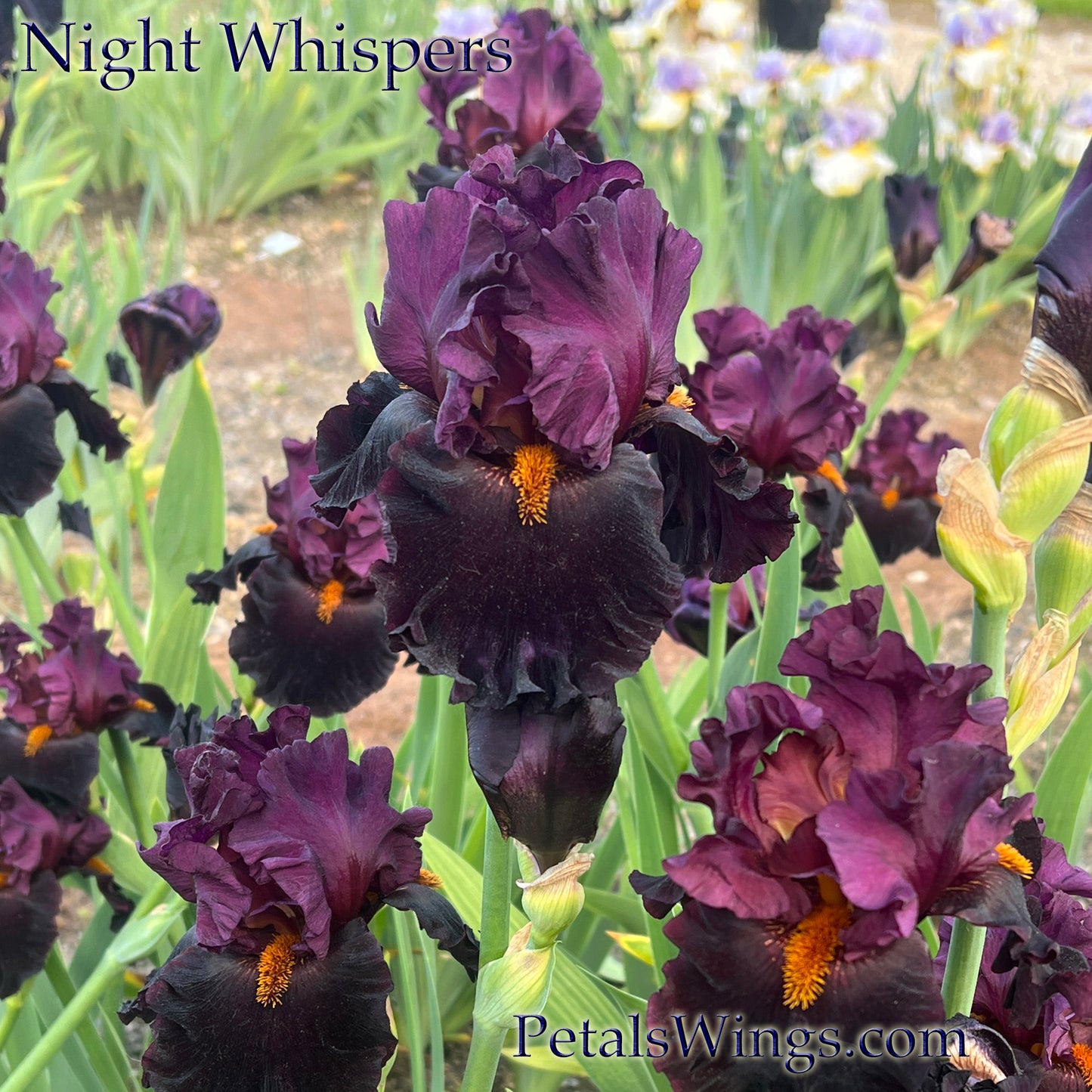 NIGHT WHISPERS - 2020 TB-Fragrant