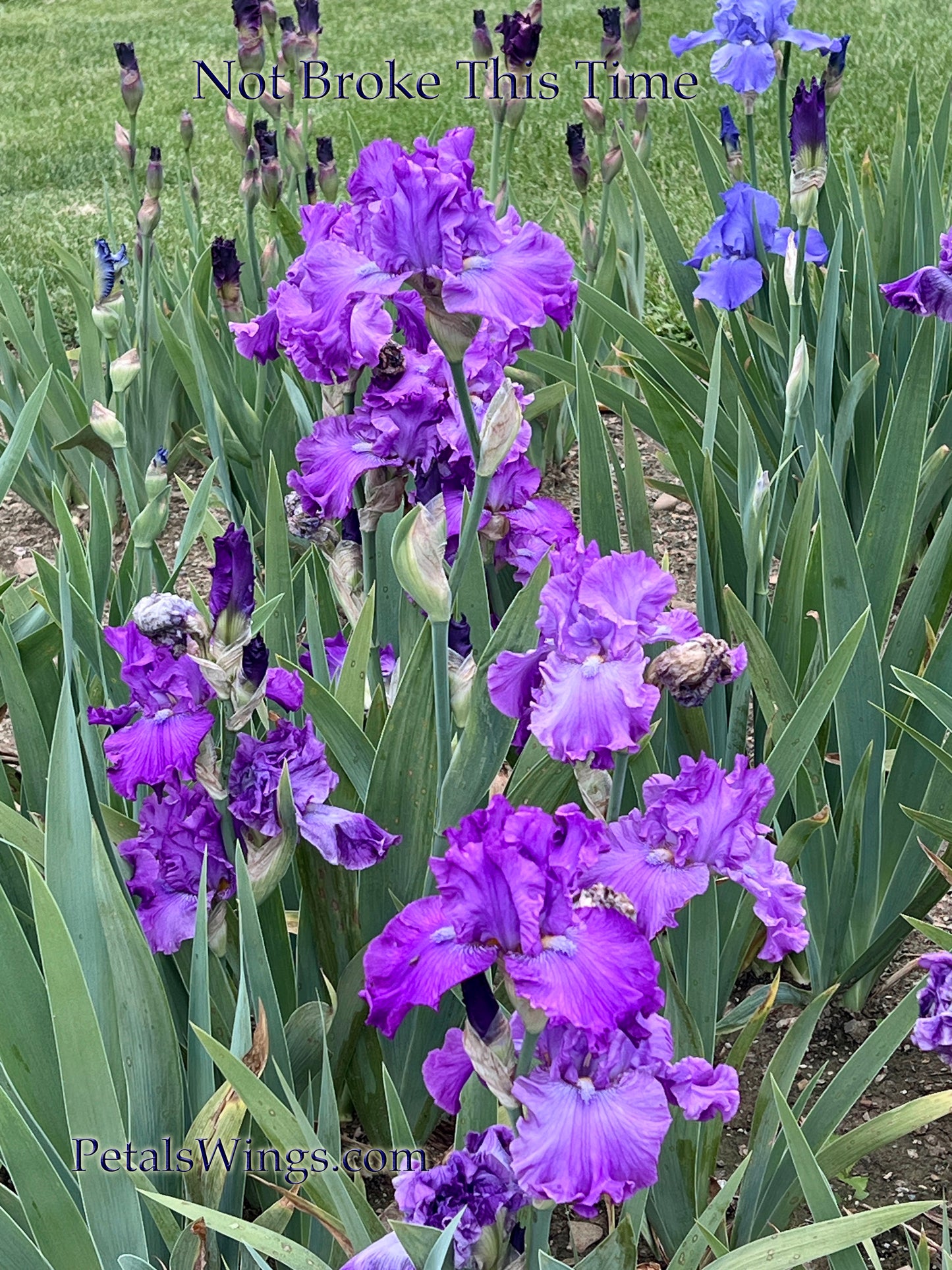 NOT BROKE THIS TIME 2015 TB-Fragrant